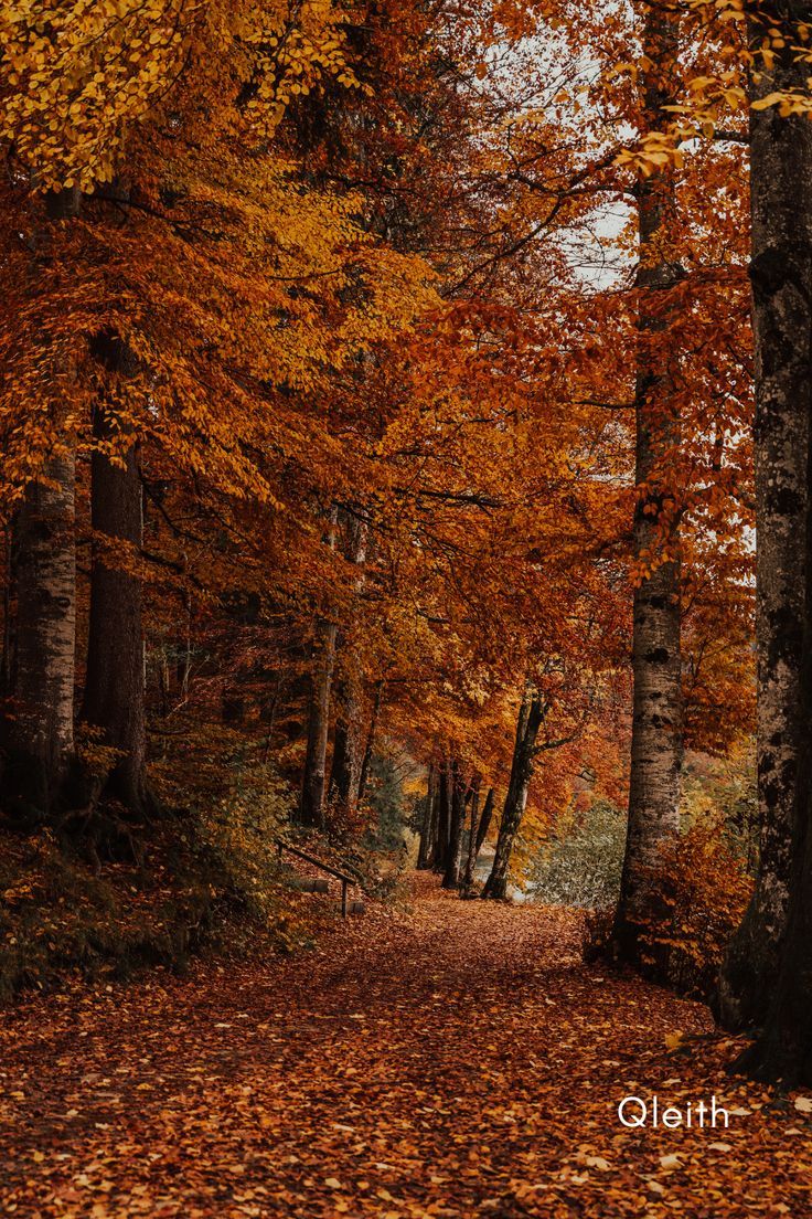 Dry brown autumn leaves fallen path through an autumn tree forest. Autumn scenery, Autumn scenes, Autumn landscape