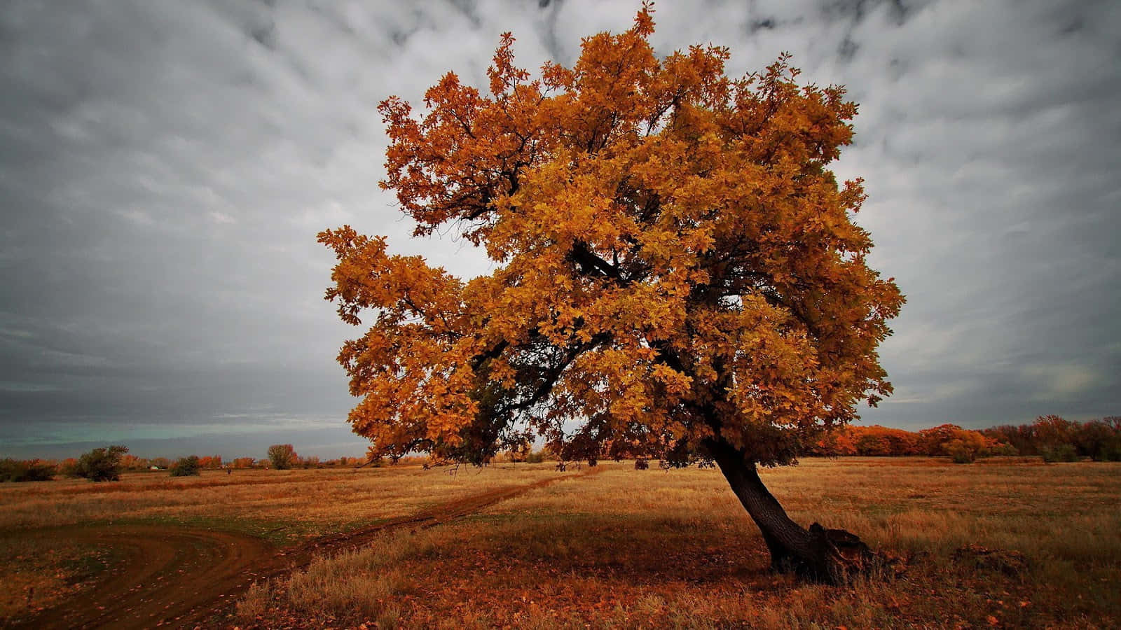 Brown Autumn Wallpaper