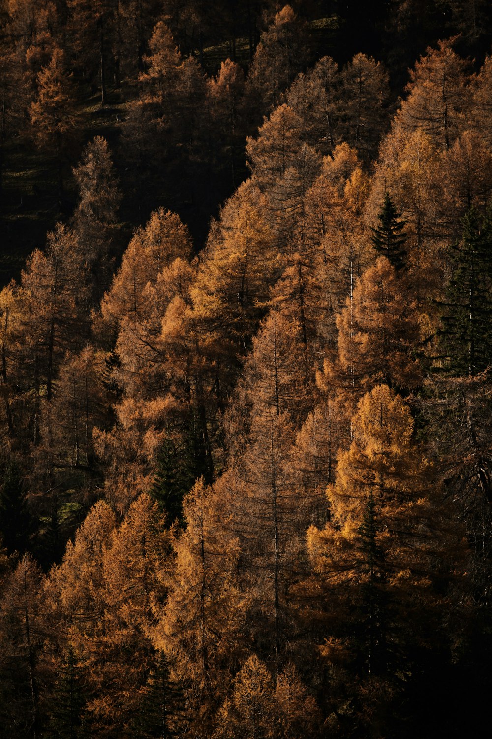 Brown trees on forest during daytime photo
