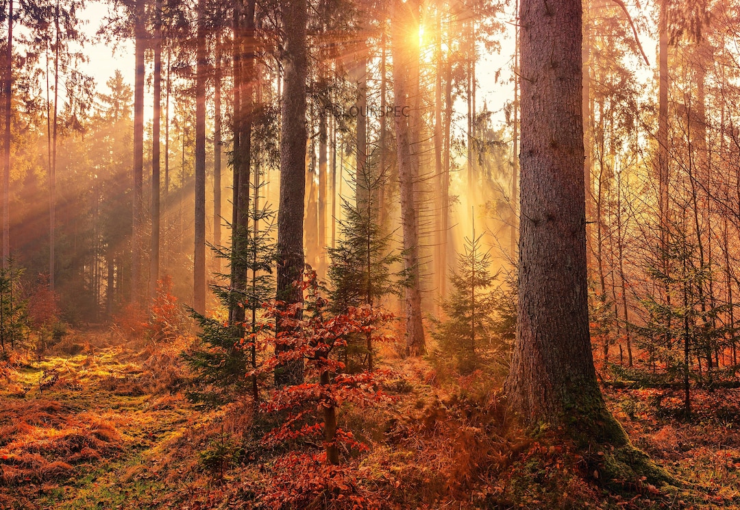 HD Autumn Forest Sun Rays Tall Orange Trees Golden Light