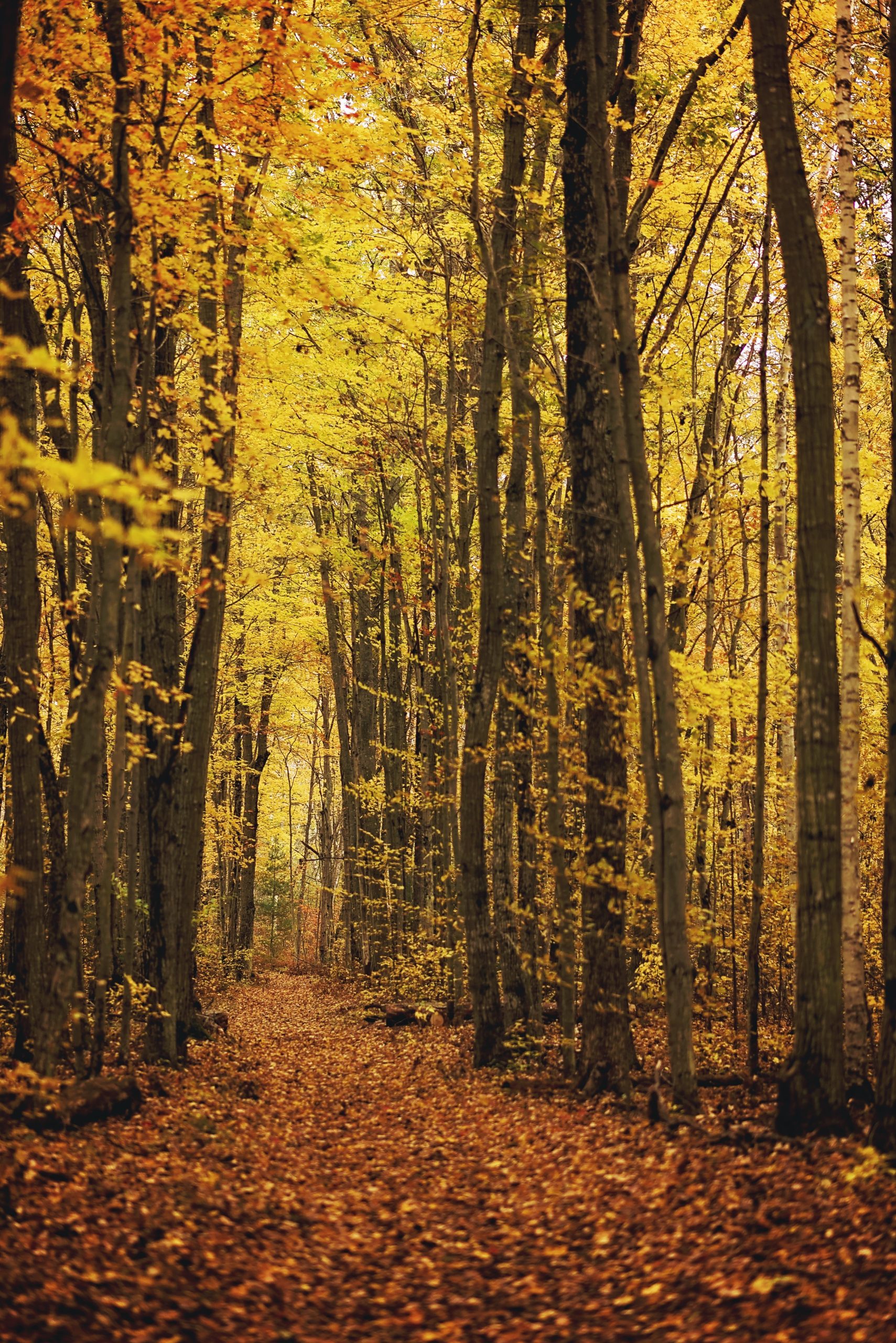 Autumn Forest Fall Color State Park