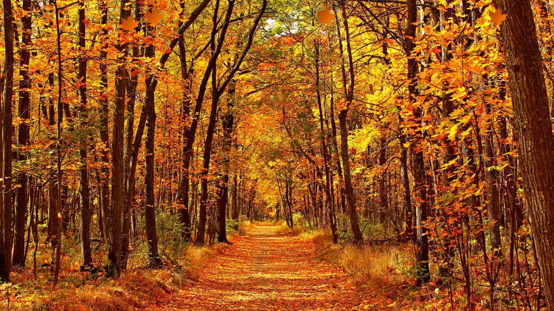 1920×1080 Autumn forest