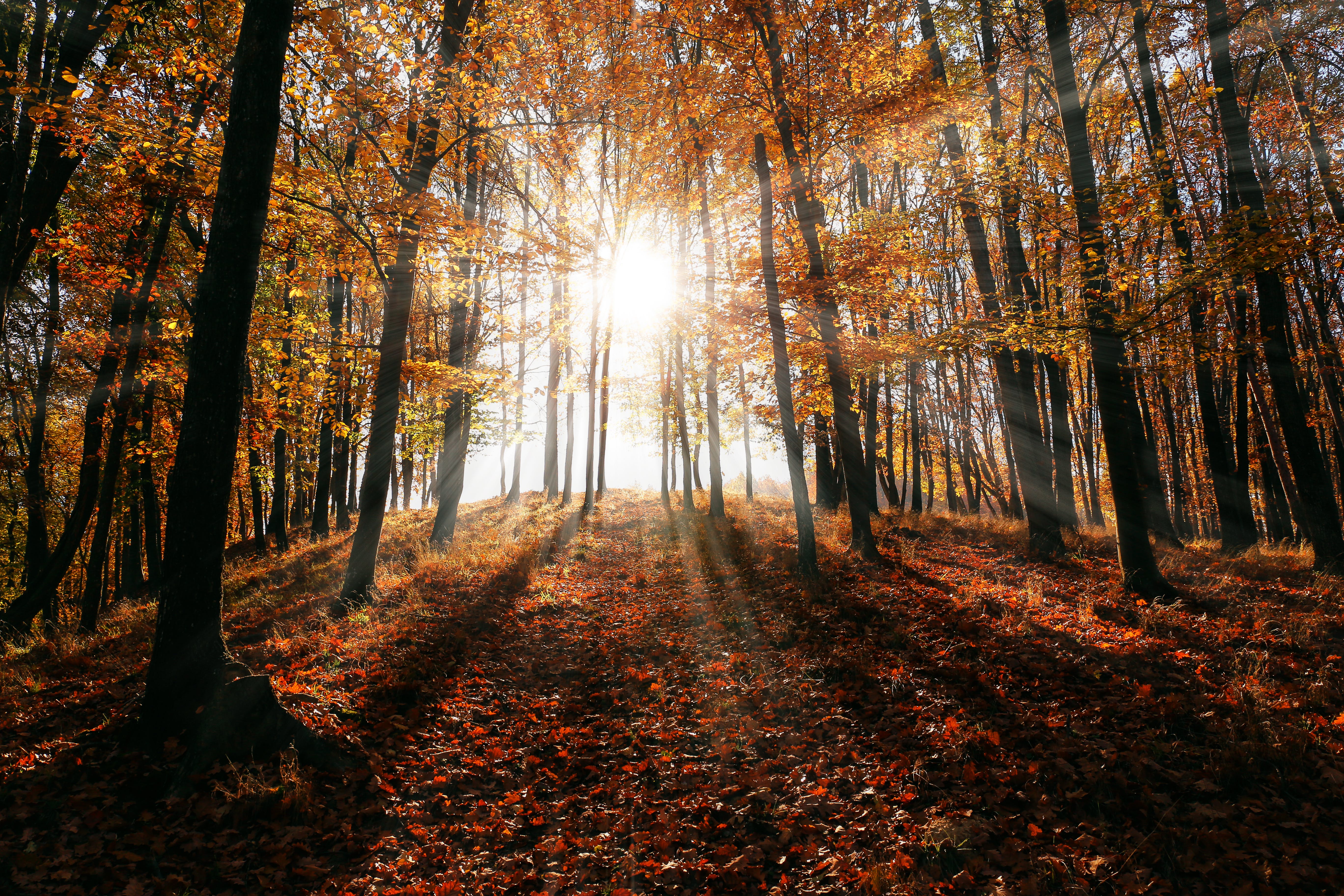 Fall Foliage Photo, Download The BEST Free Fall Foliage & HD Image