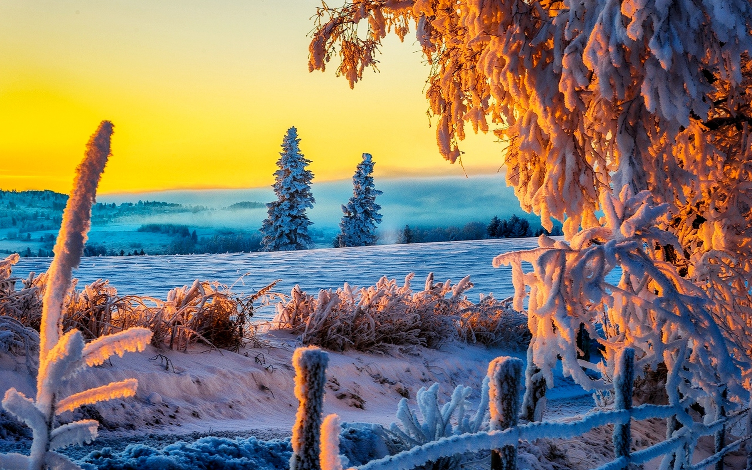 HD desktop wallpaper: Winter, Snow, Tree, Sunrise, Earth download free picture