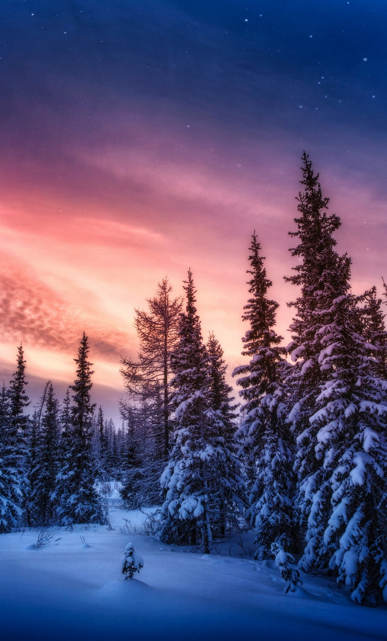 Download wallpaper 1280x2120 winter sunset, tree, adorable sky, iphone 6 plus, 1280x2120 HD background, 27732