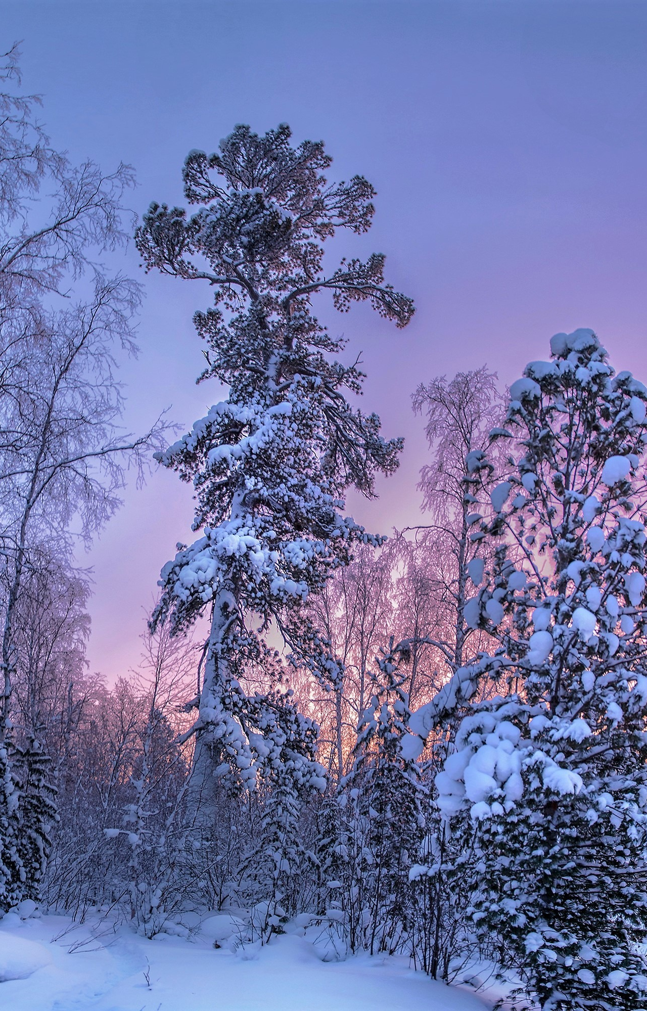 Download wallpaper 1280x2120 tree, forest, winter, sunset, iphone 6 plus, 1280x2120 HD background, 1159