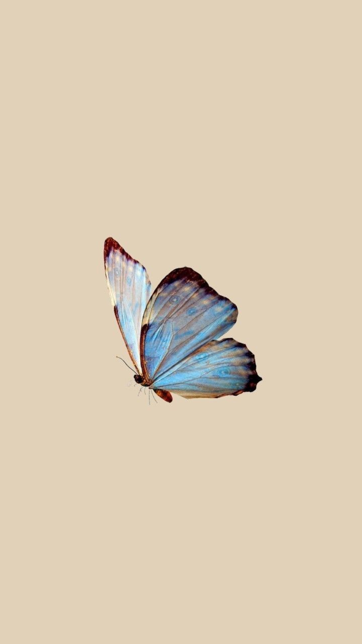 butterfly wallpaper. aesthetic, wallpaper e minimalist. Butterfly wallpaper iphone, Butterfly wallpaper, Aesthetic iphone wallpaper