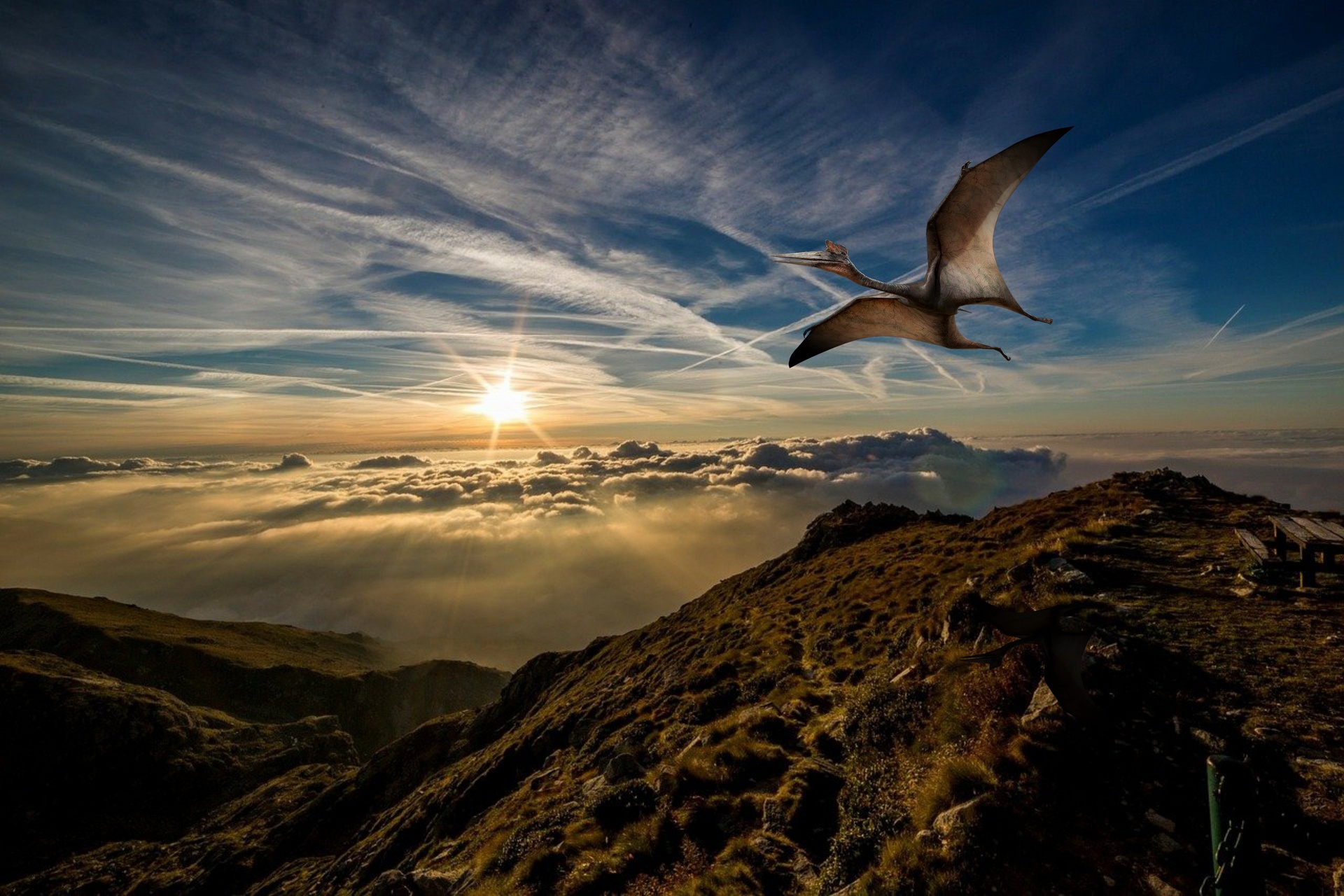 Download Sunset Flight Sky Pterodactyl