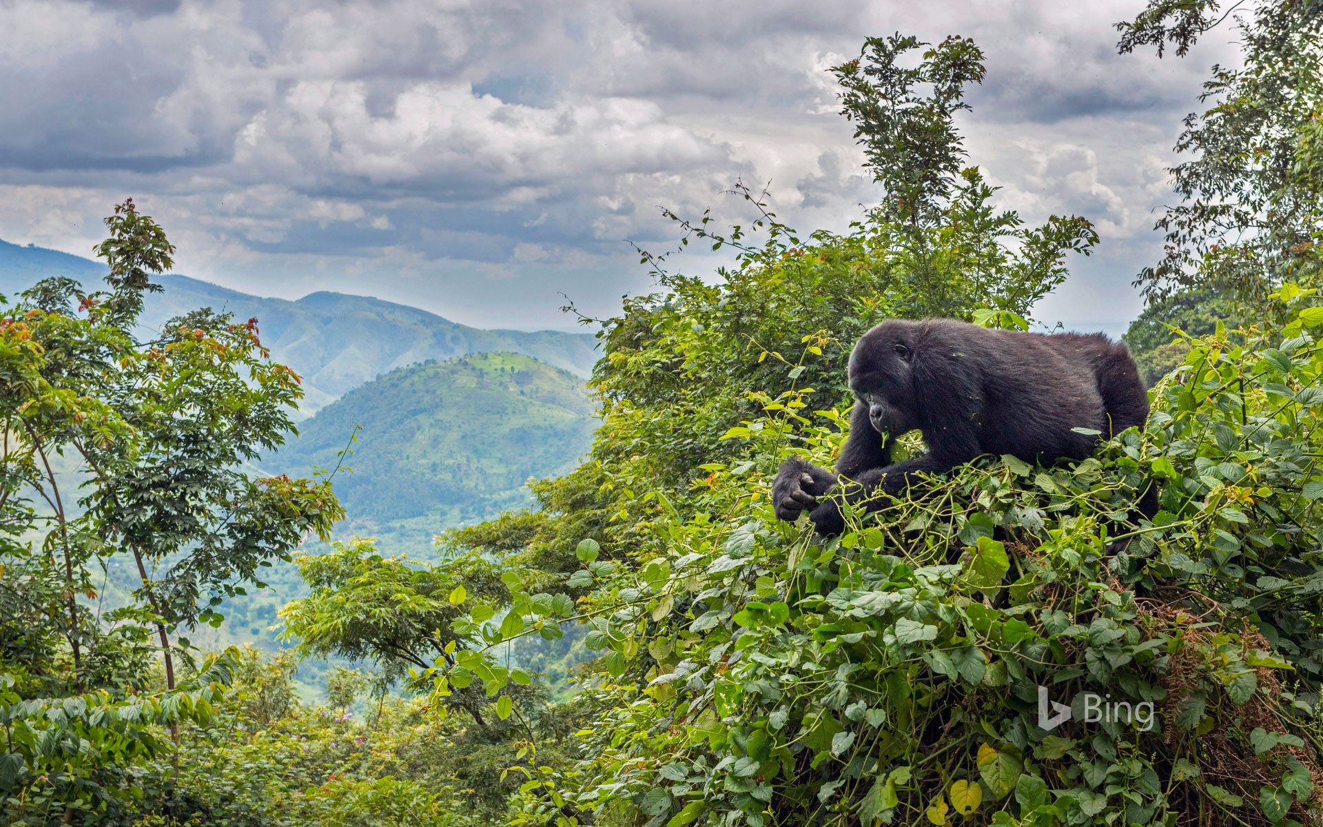 A mountain gorilla eating in a tree