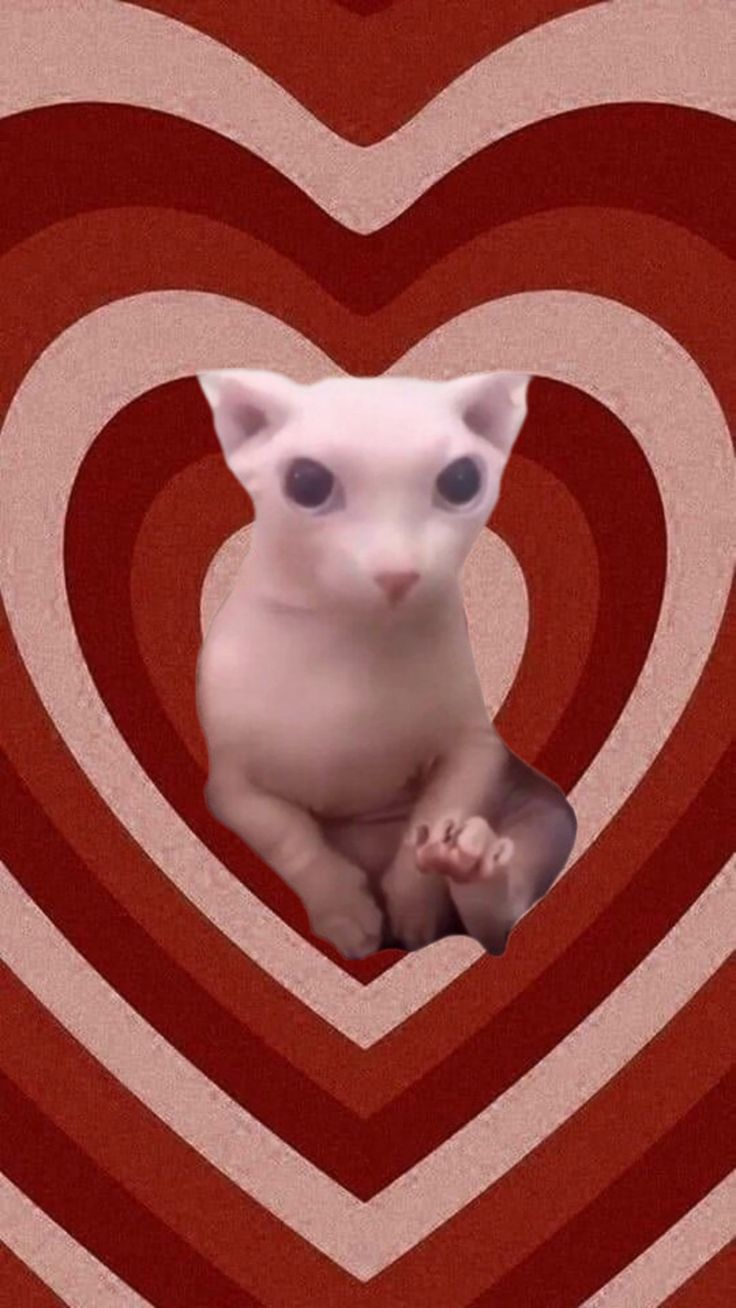 bingus wallpaper. Милые котики, Смешные морды животных, Морды животных