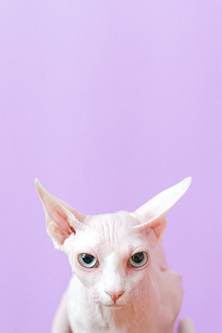 cute cat. Cat wallpaper, Sphynx cat, Cats