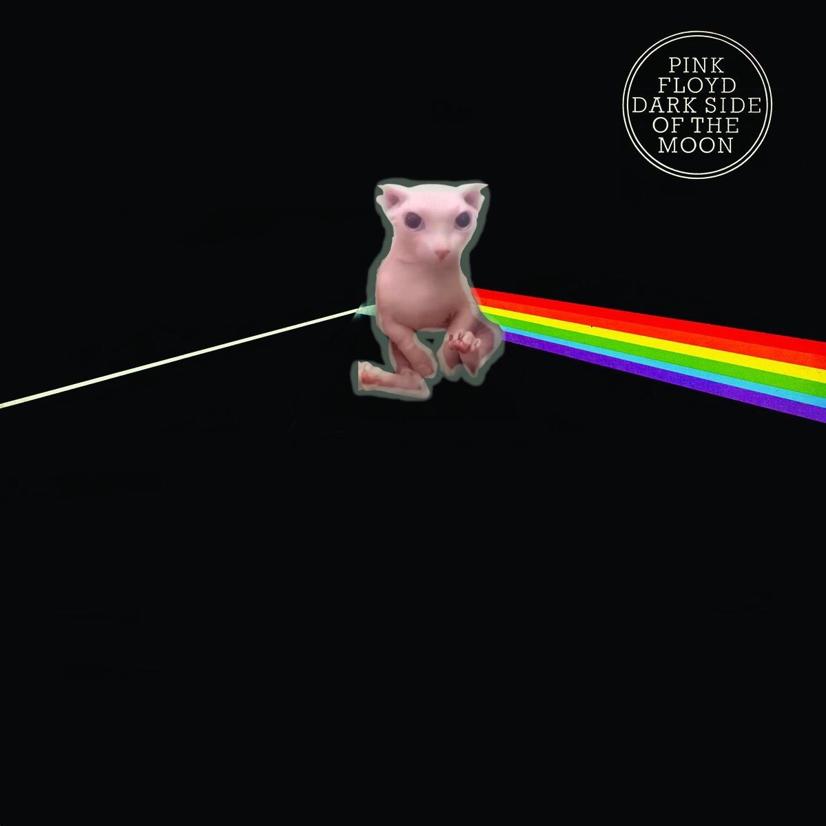 bingus listening to some tunes with bingus