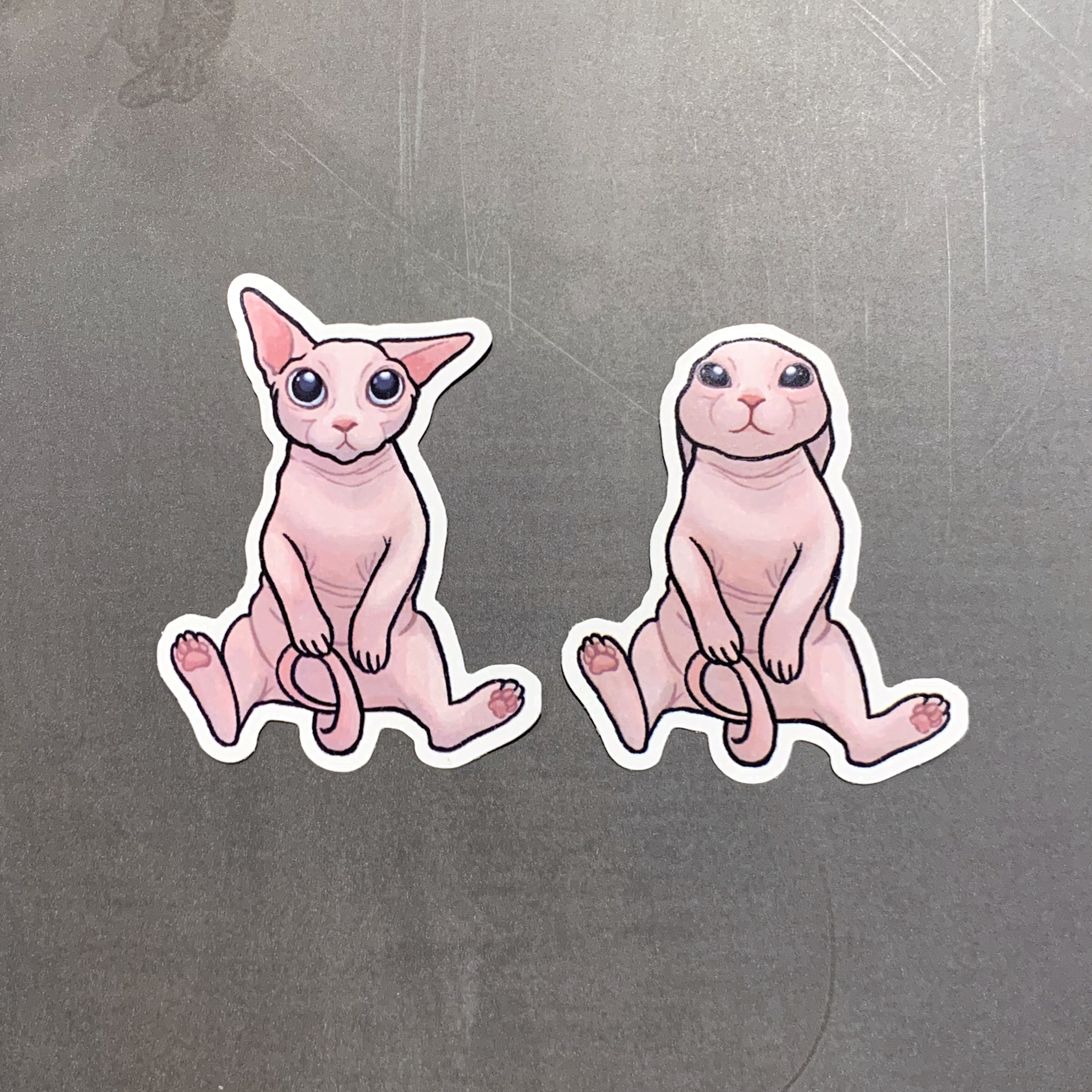 Bingus Naked Cat / Sphynx / Hairless Cat / Kitty