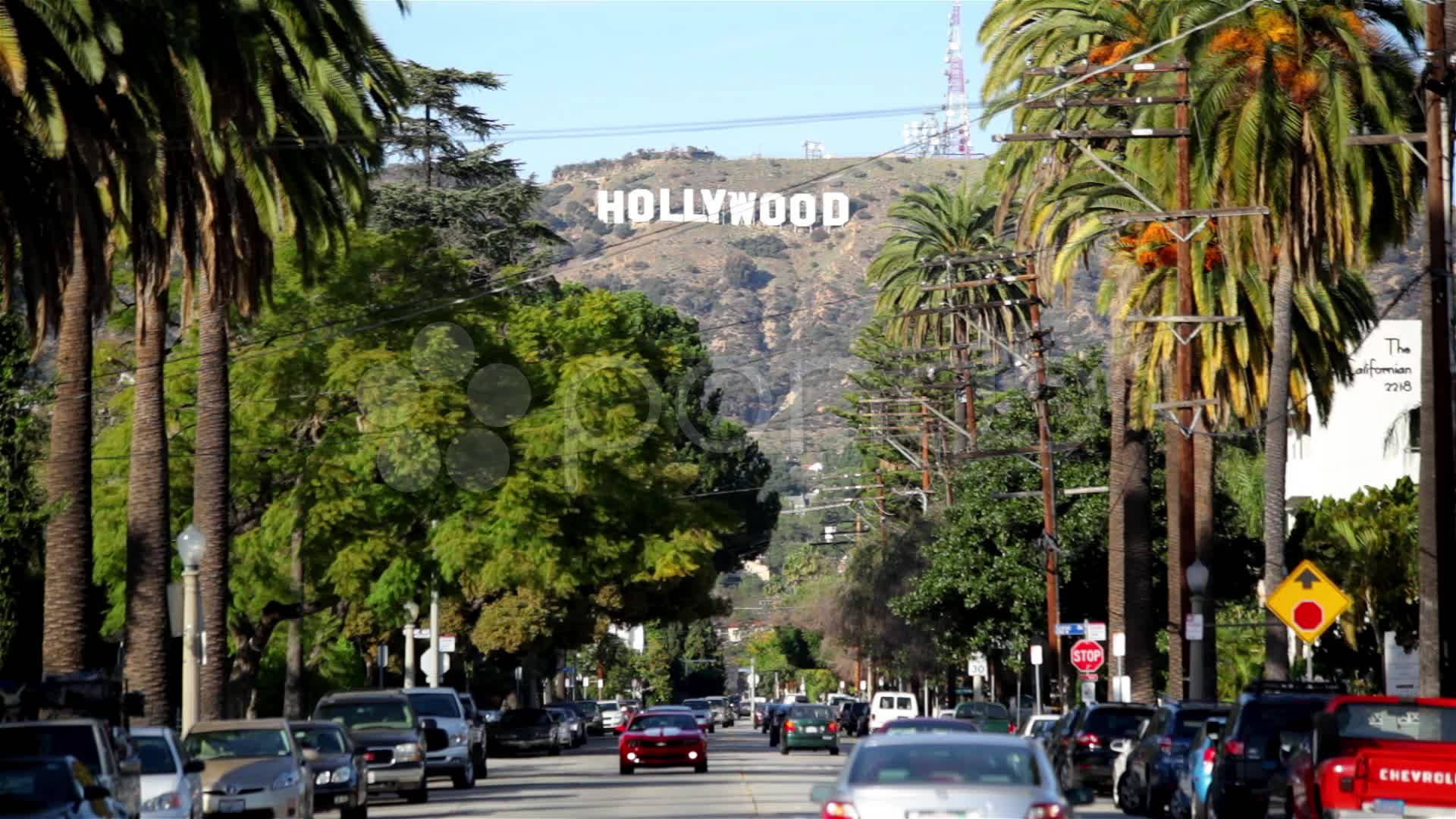 Download Hollywood Street Trees Wallpaper