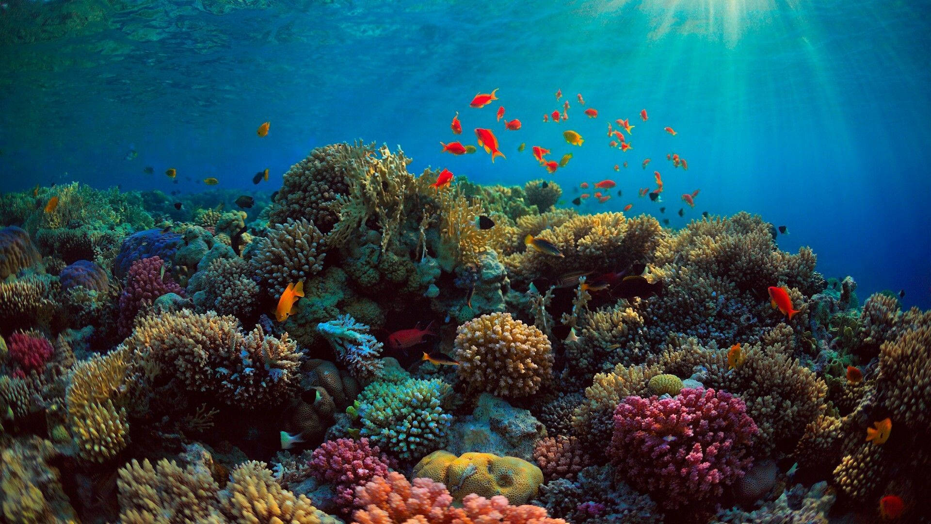 Download Ocean Coral Reef Wallpaper
