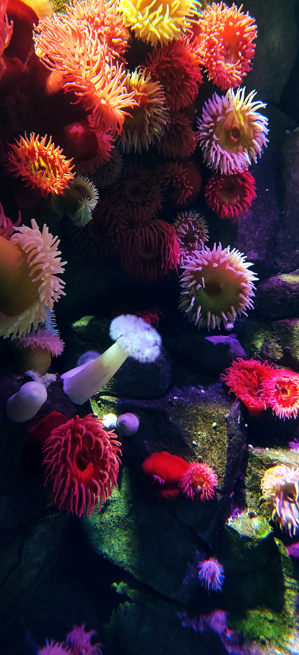 Coral Reef Picture [HQ]. Download Free Image
