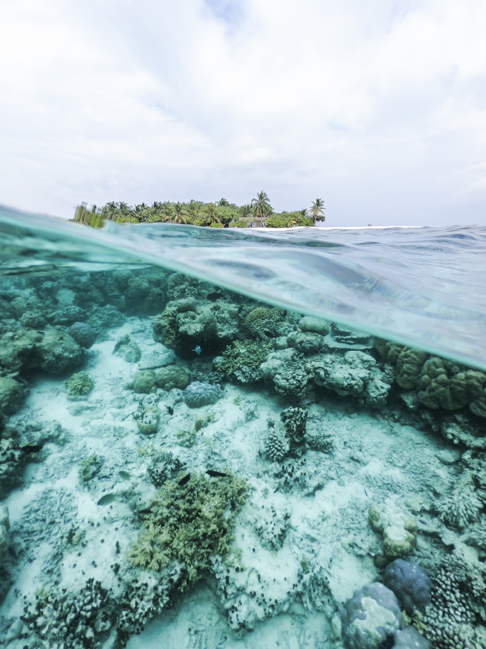 Coral Reef Picture [HQ]. Download Free Image
