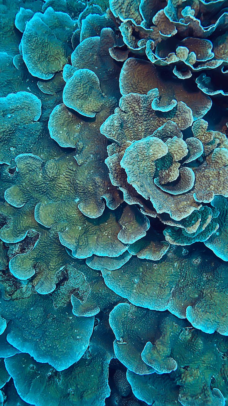 Colorful Coral Wallpaper Download. Coral wallpaper, Patterns in nature, Underwater photography