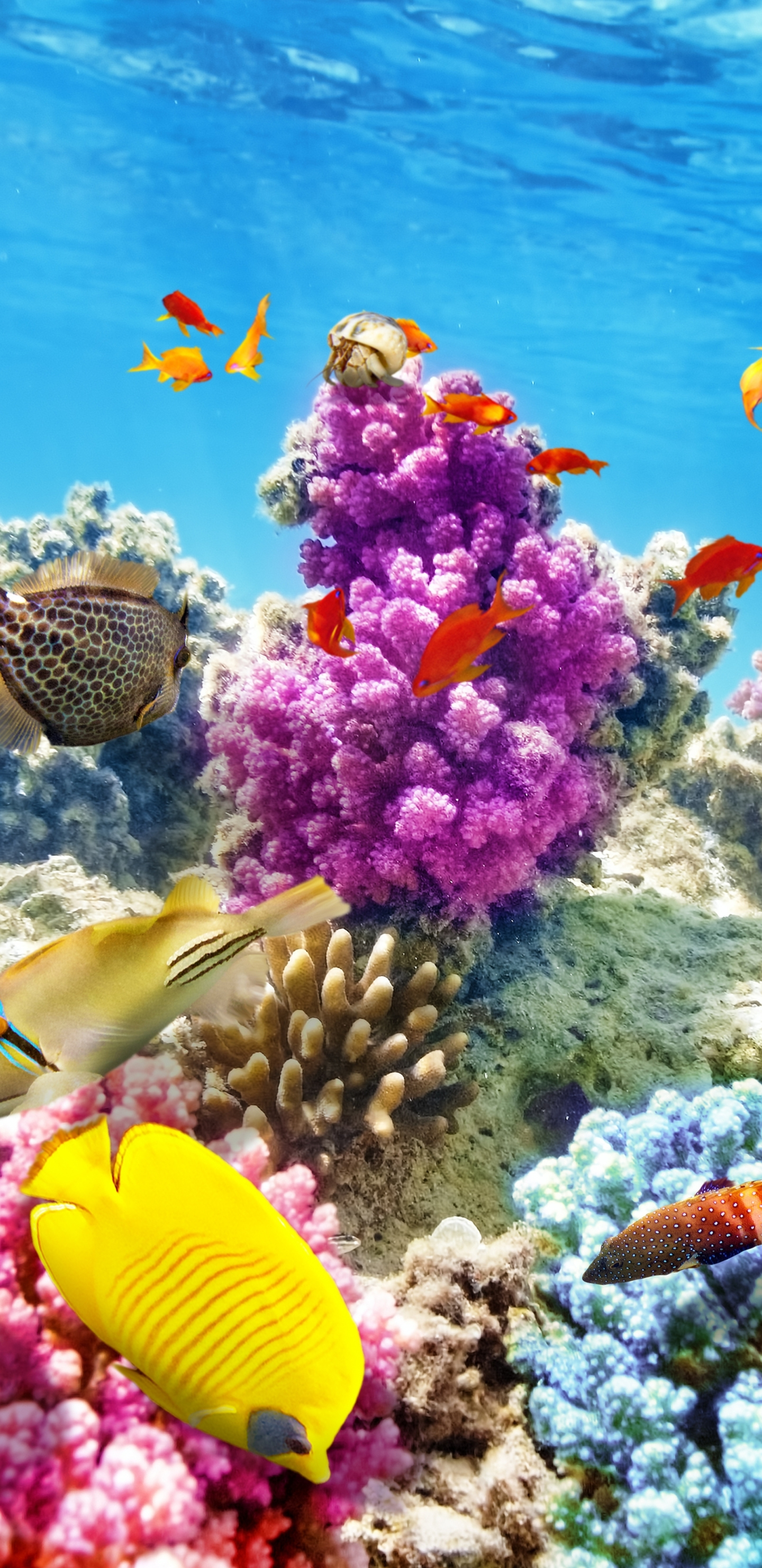 Coral reef Wallpaper Download