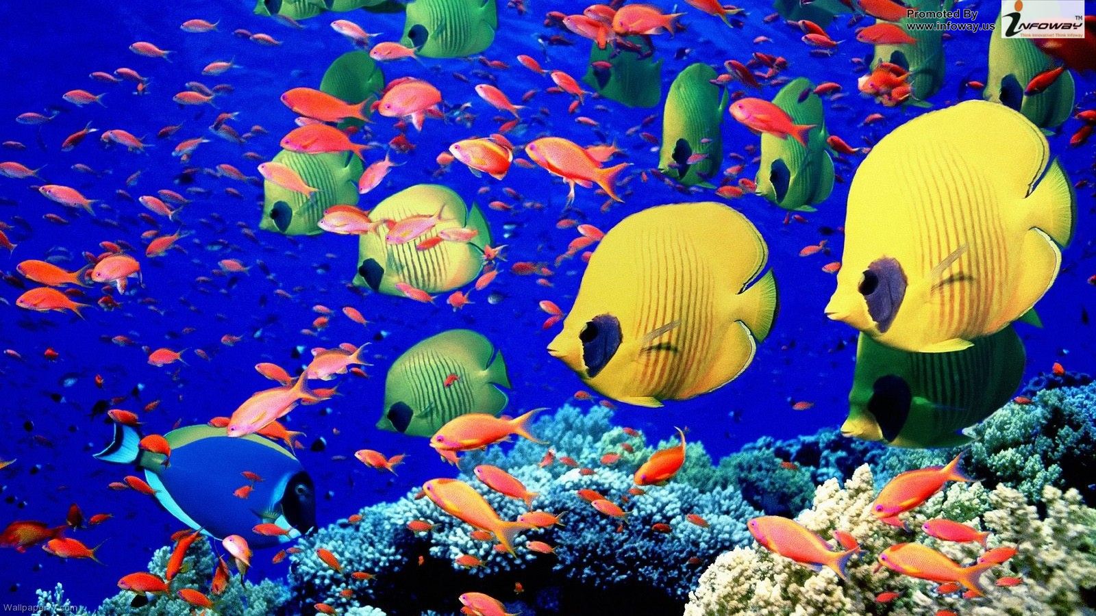 colorful coral fish fish wallpaper ocean sea underwater w
