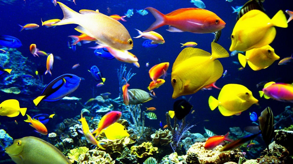 Nature animals sealife tropical fishes color underwater sea ocean coral reef wallpaperx1080
