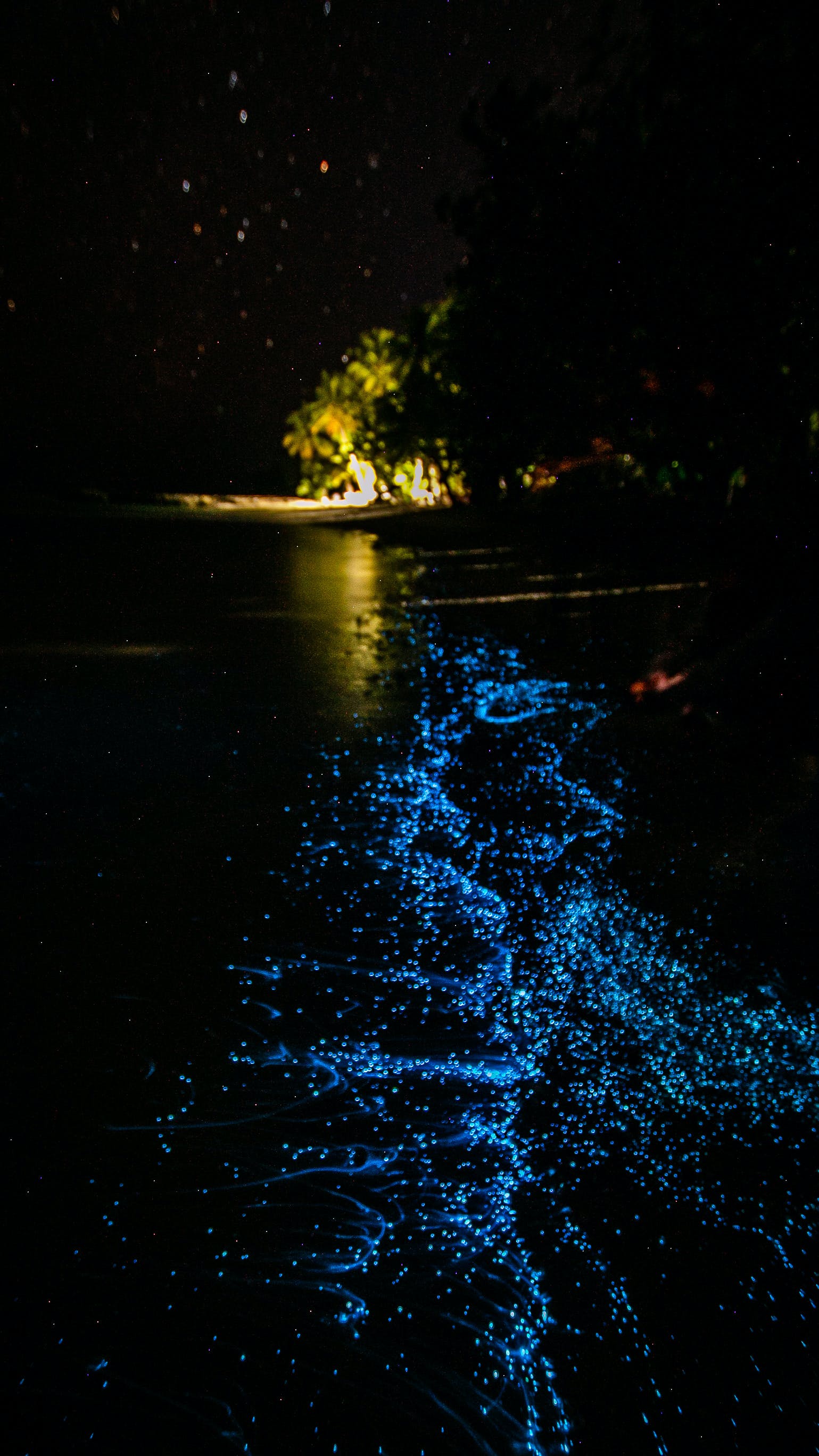 Bioluminescence Photo, Download The BEST Free Bioluminescence & HD Image