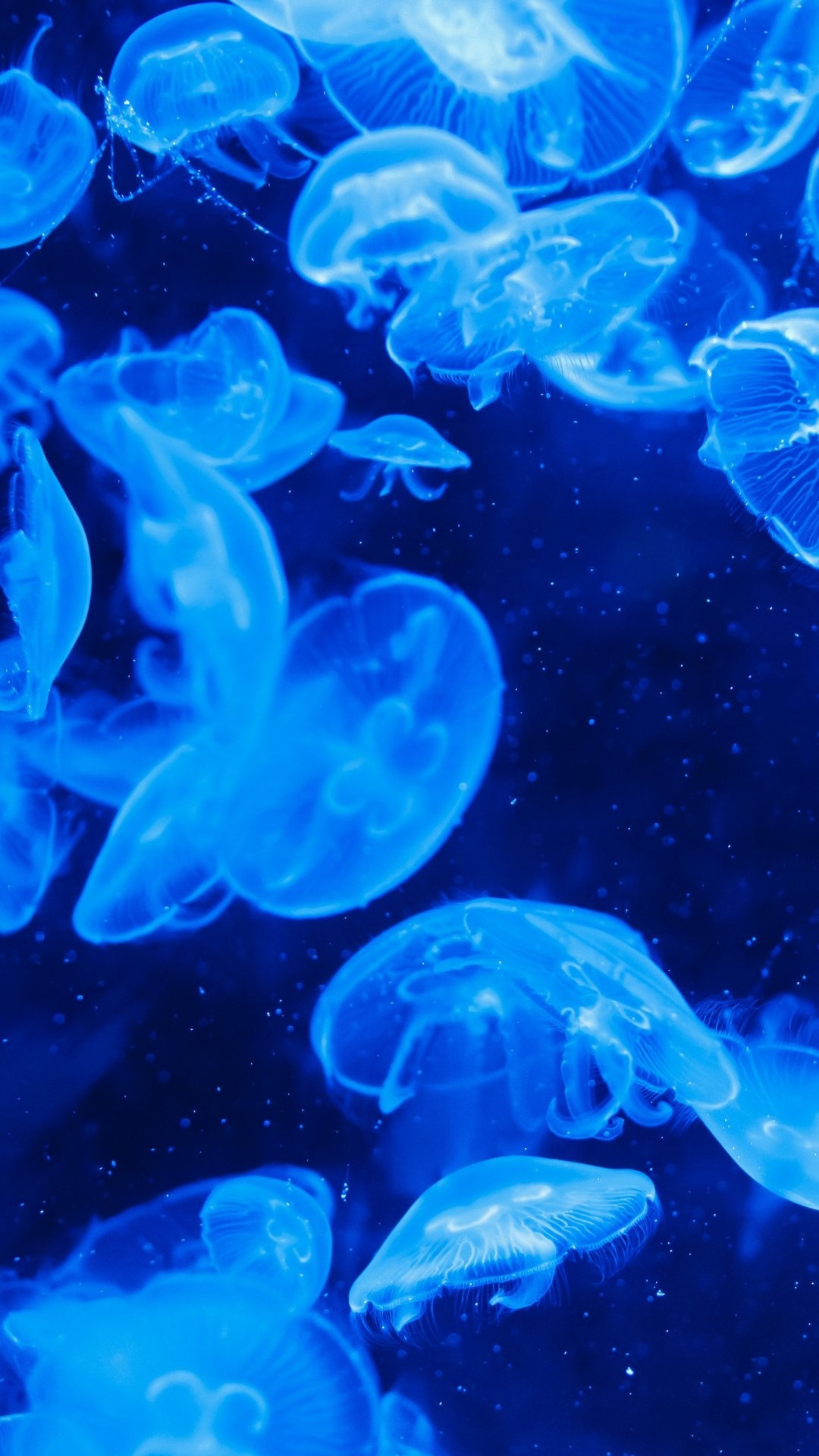 Best Bioluminescence Wallpaper [ HQ ]