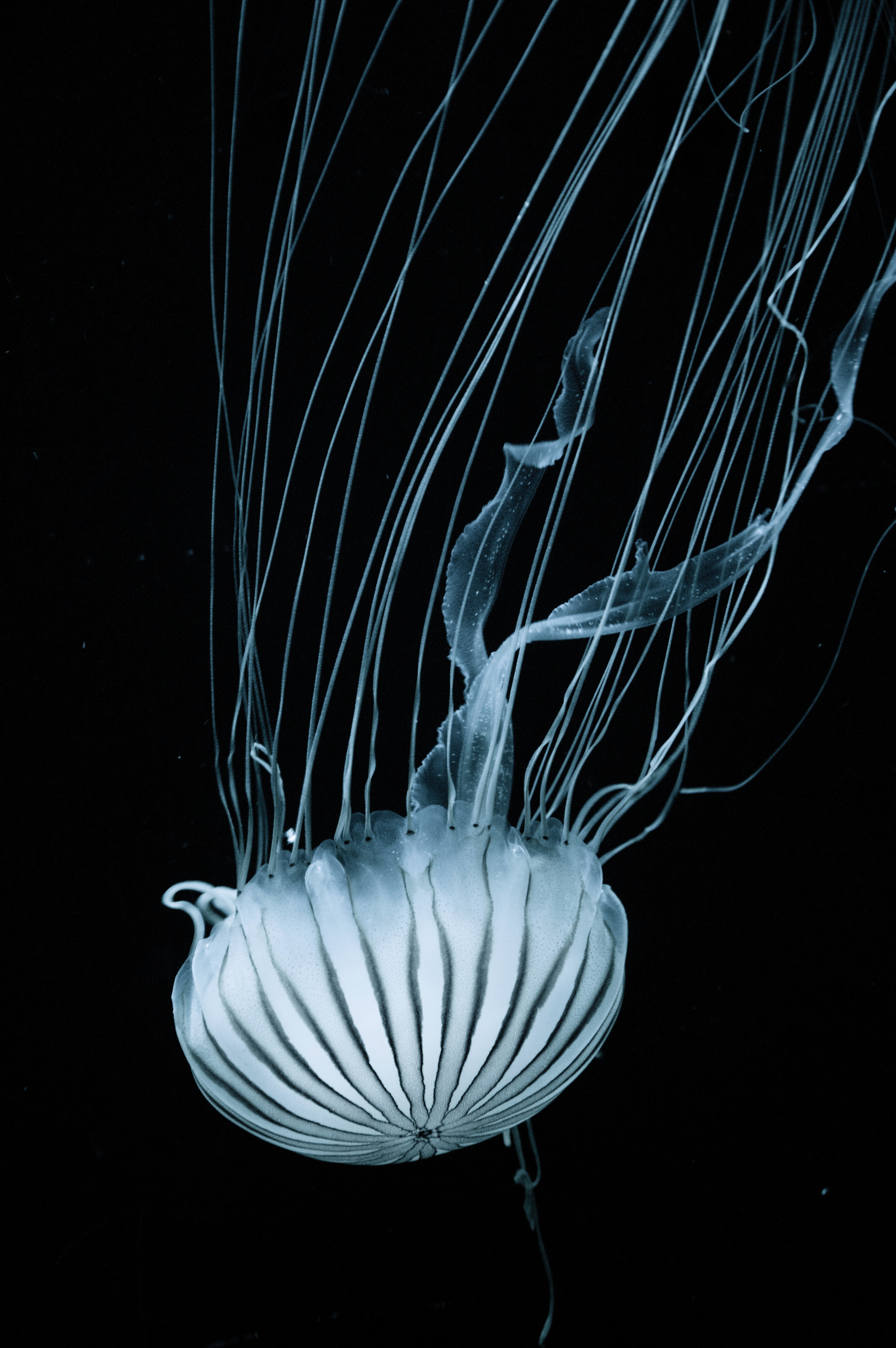 Jellyfish, Bioluminescence iPhone Wallpaper