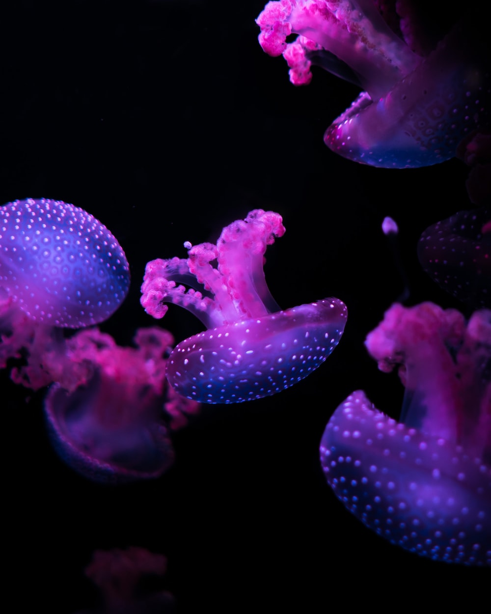 30,Bioluminescence Picture. Download Free Image