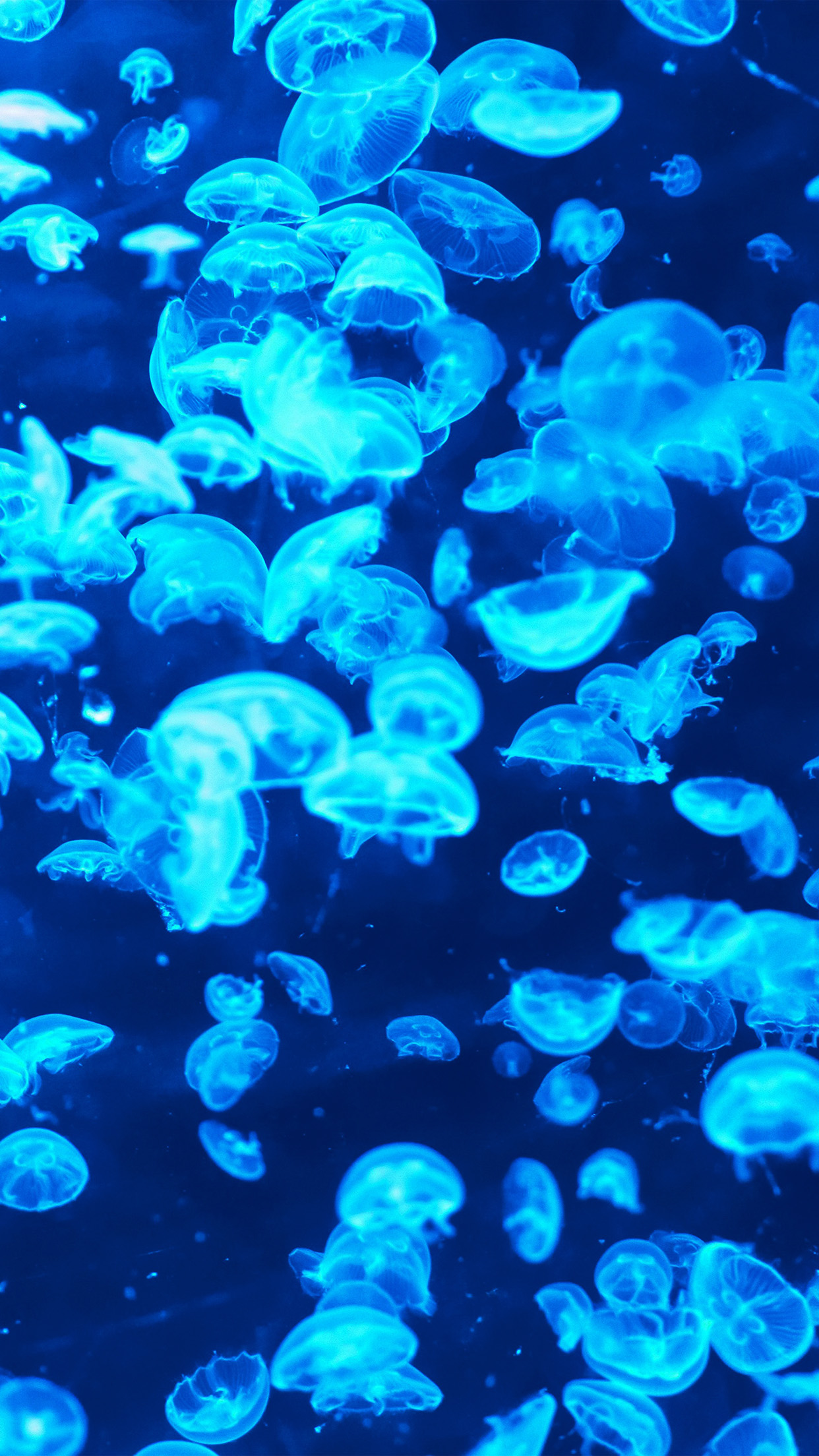 iPhone 6 wallpaper. animal sea ocean blue jellyfish pattern lot