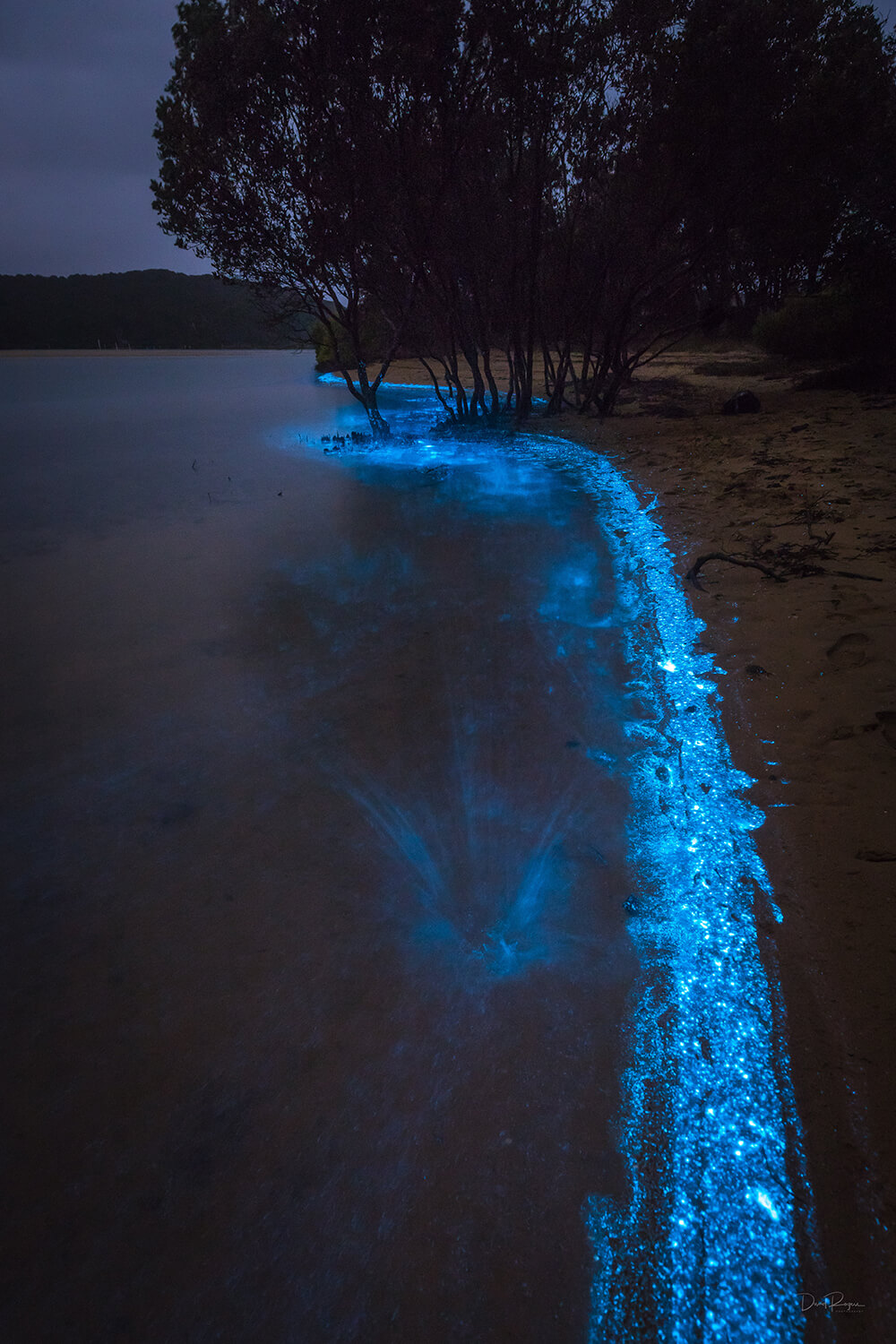 Bioluminescence Photography Tips