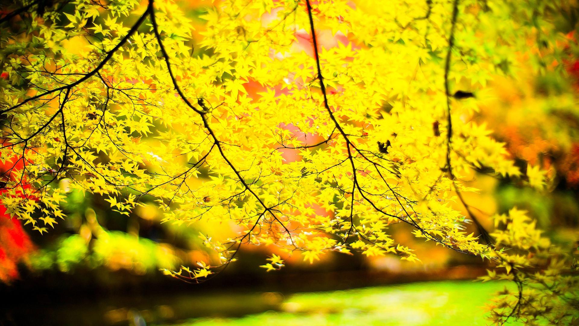 Autumn MT Wallpaper Full HD Free Download For Desktop Laptop PC MacOS Wallpaperxyz.com 38.com HD Wallpaper Download For Desktop Computer