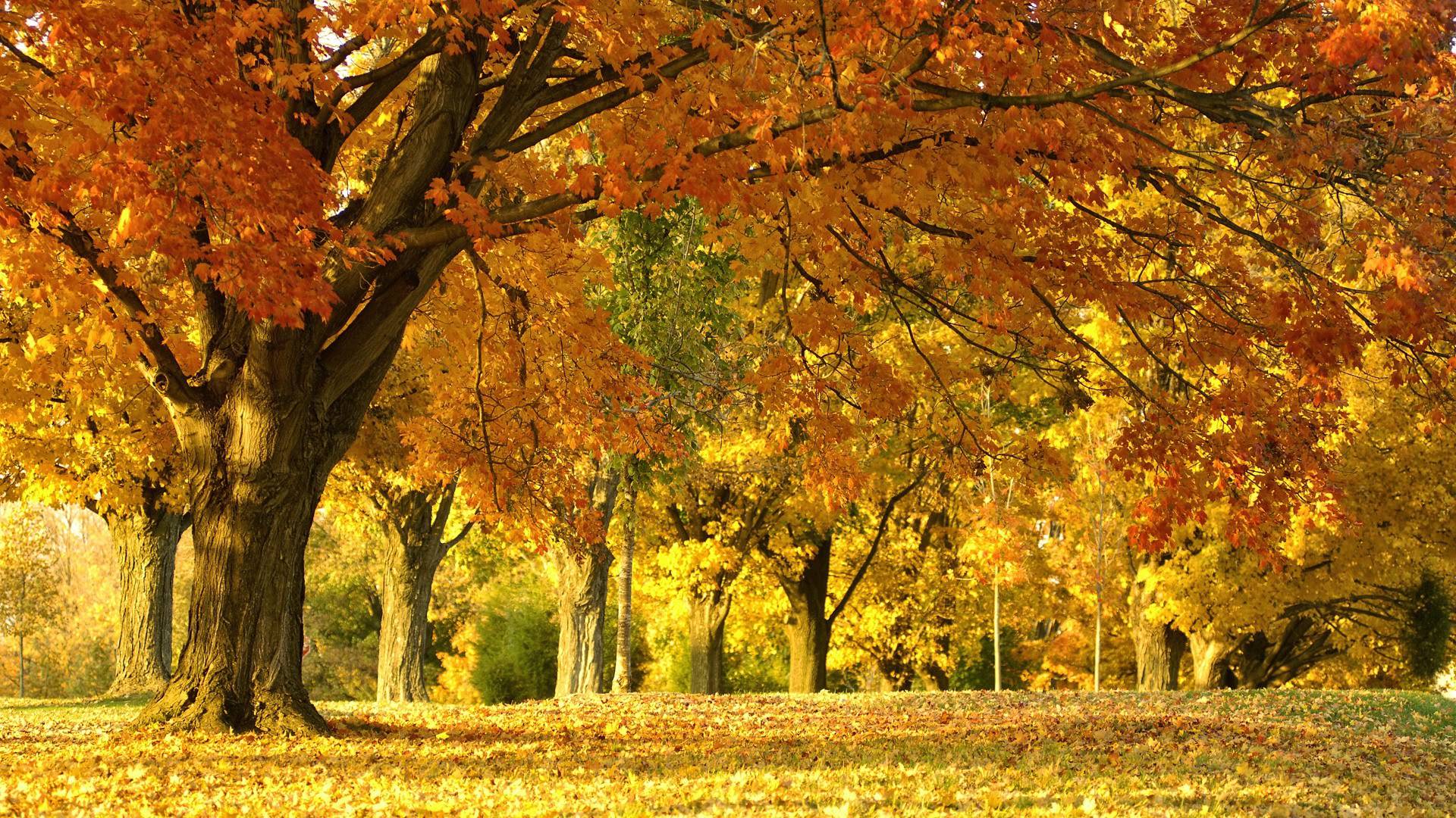 Autumn Wallpaper Full HD Free Download