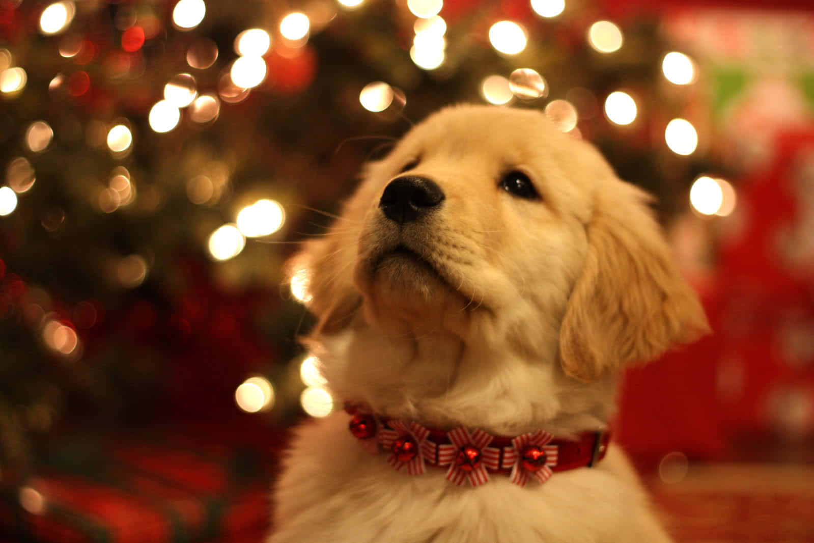 Festive Collar Wallpaper