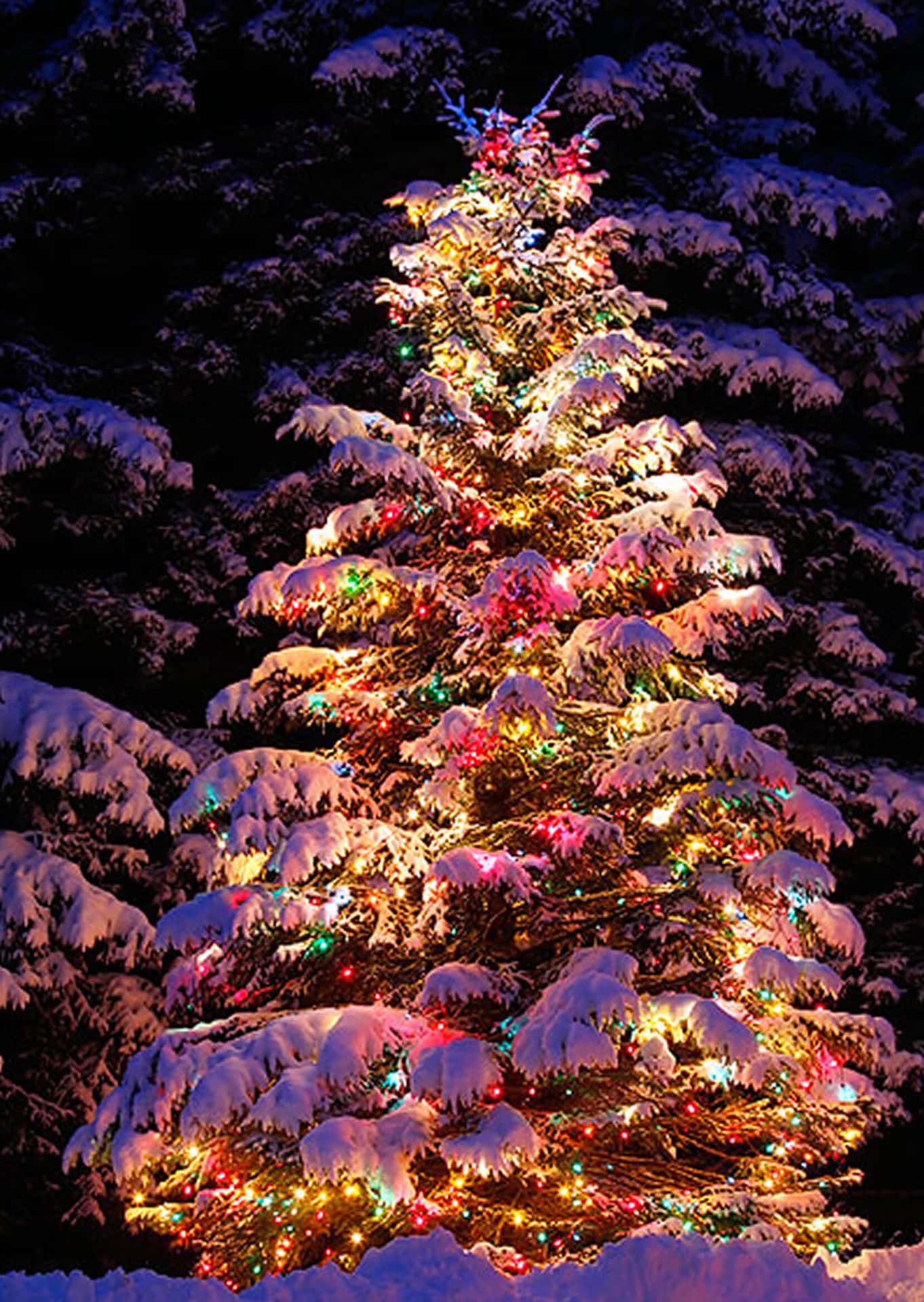 Download Outdoor Real Christmas Tree Picture
