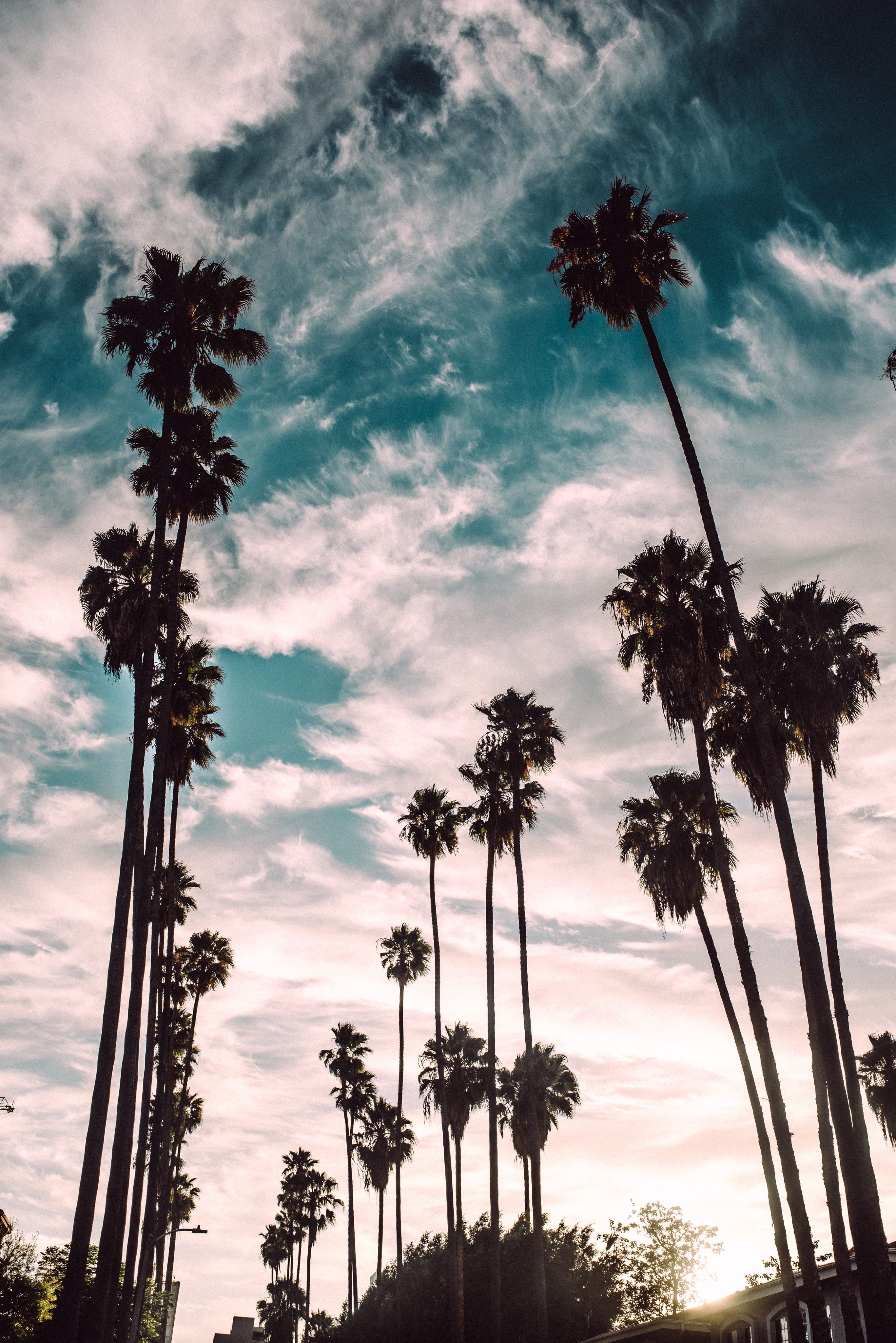 HD wallpaper: los angeles, united states, palm trees, sunset, la, socal, hollywood. Palm trees wallpaper, Wallpaper, Wallpaper background