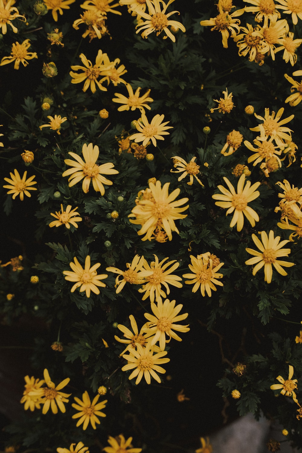 Yellow Aesthetic Picture
