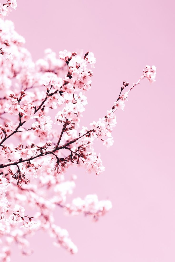 white cherry blossom tree during daytime photo