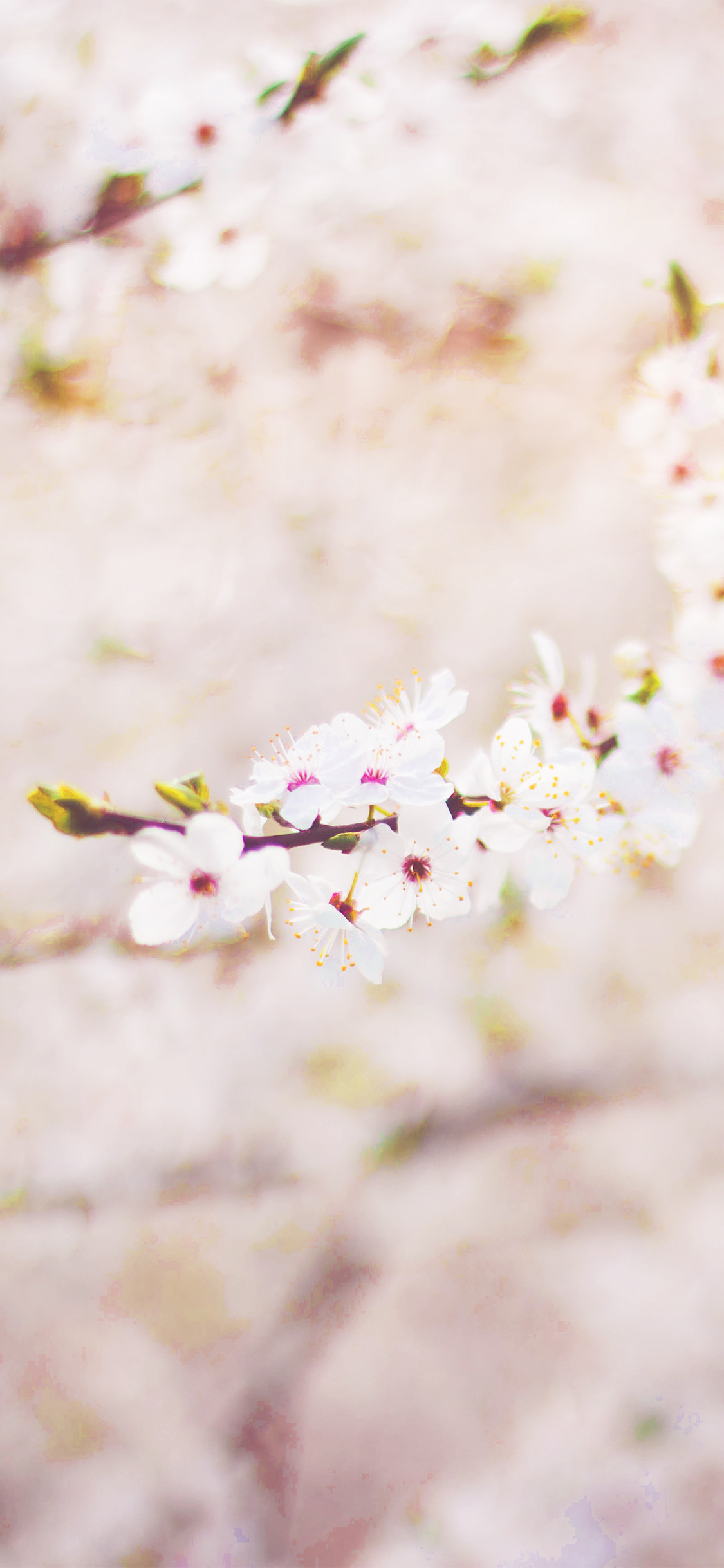 iPhone X wallpaper. spring flower cherry blossom bokeh flare