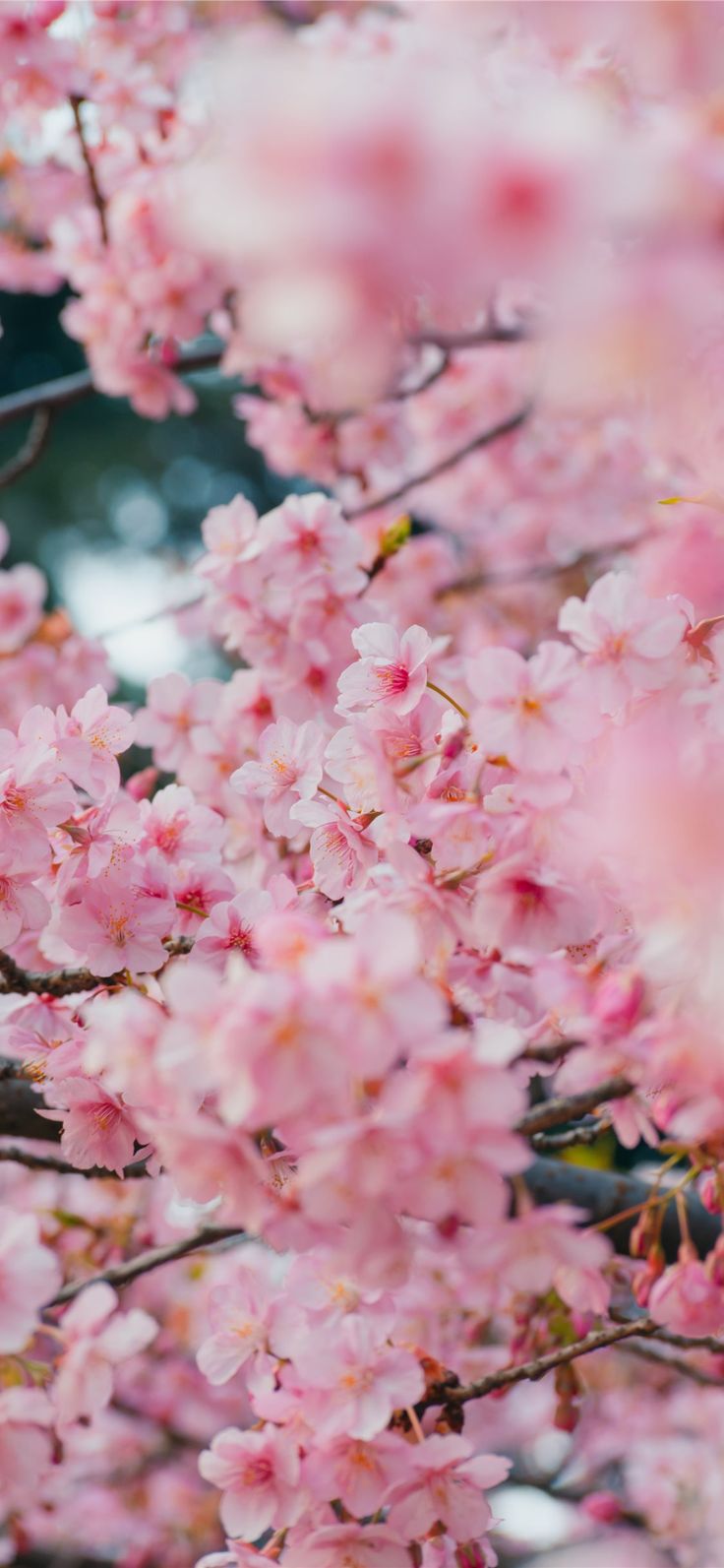 Yoyogi Park Tokyo Japan. Cherry blossom wallpaper, Pink spring flowers, Wallpaper nature flowers