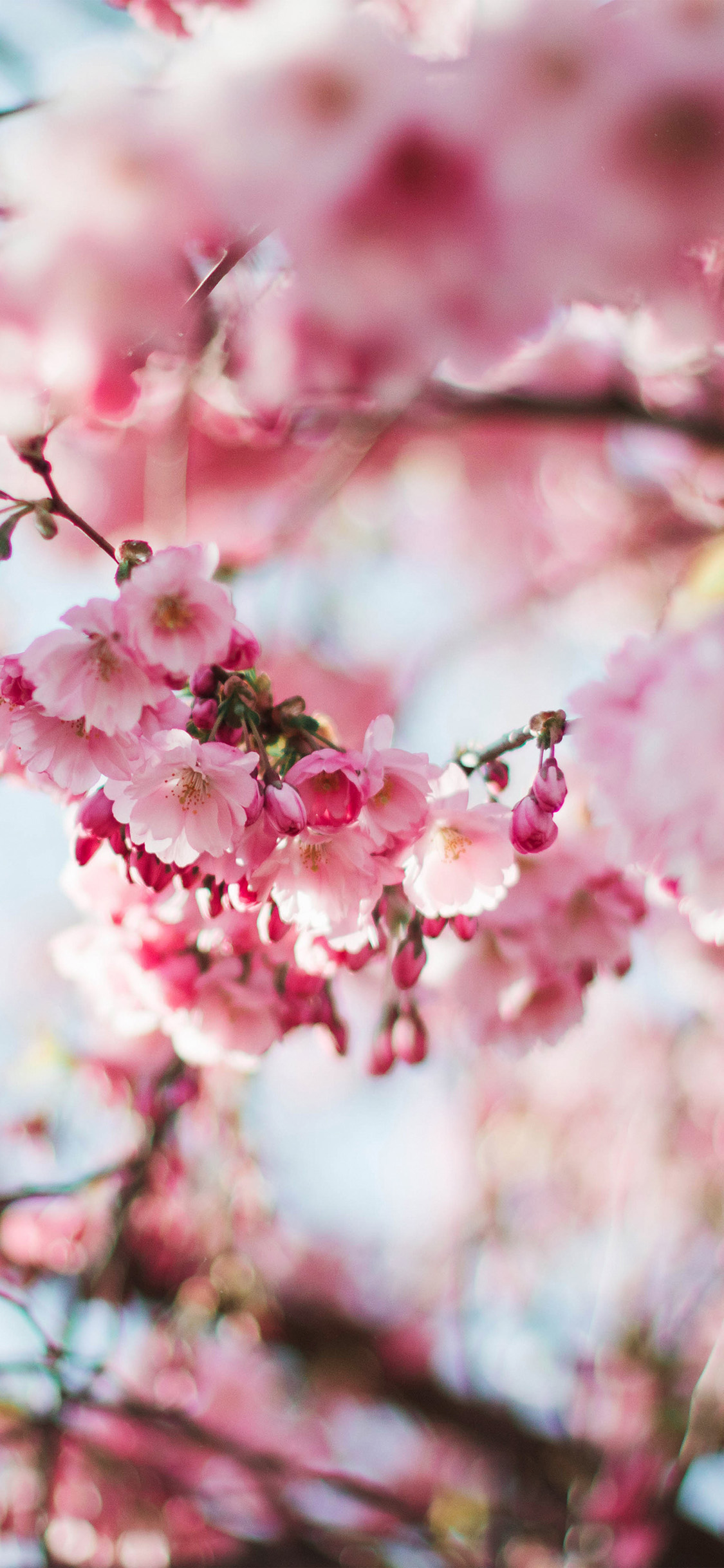 Spring Cherry Blossom Tree Flower
