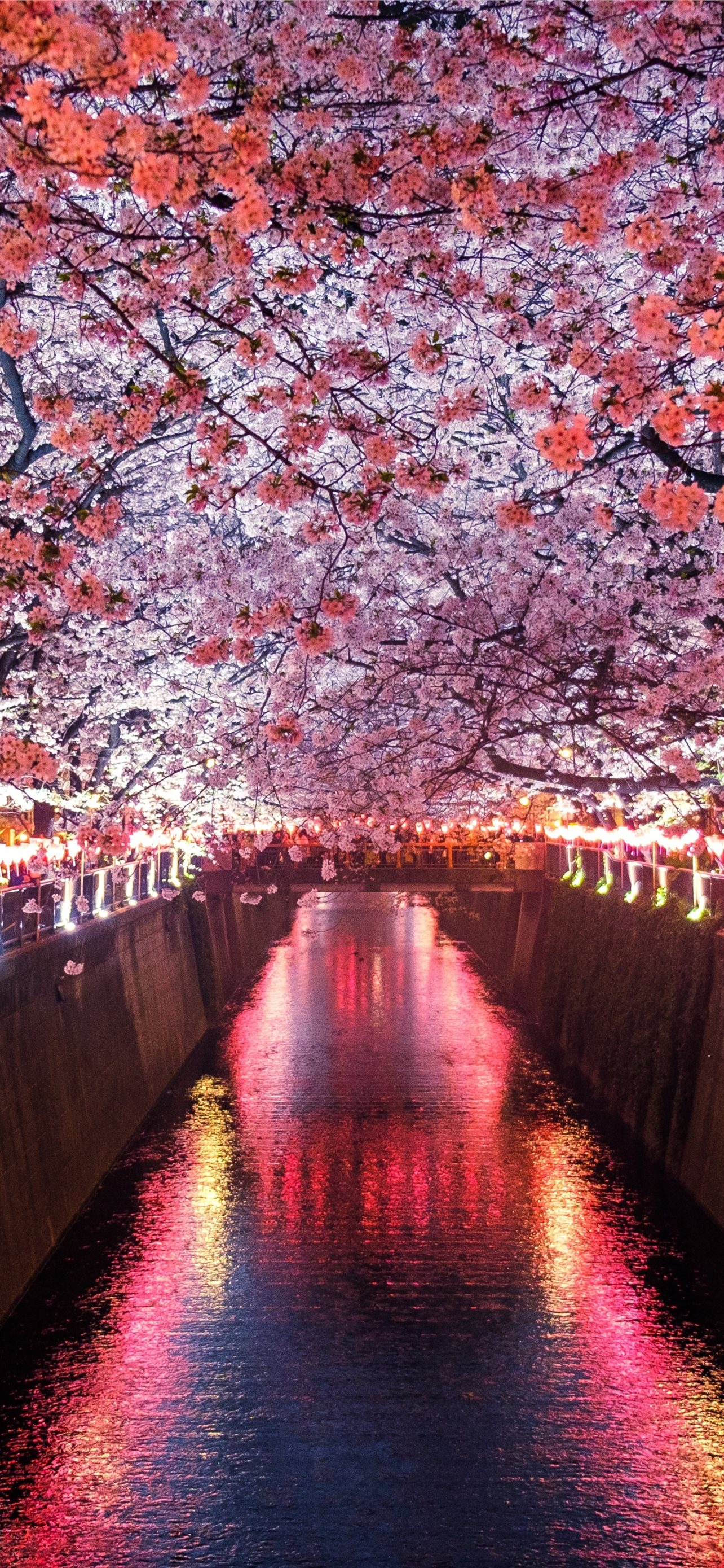 Cherry blossoms iPhone HD Wallpaper
