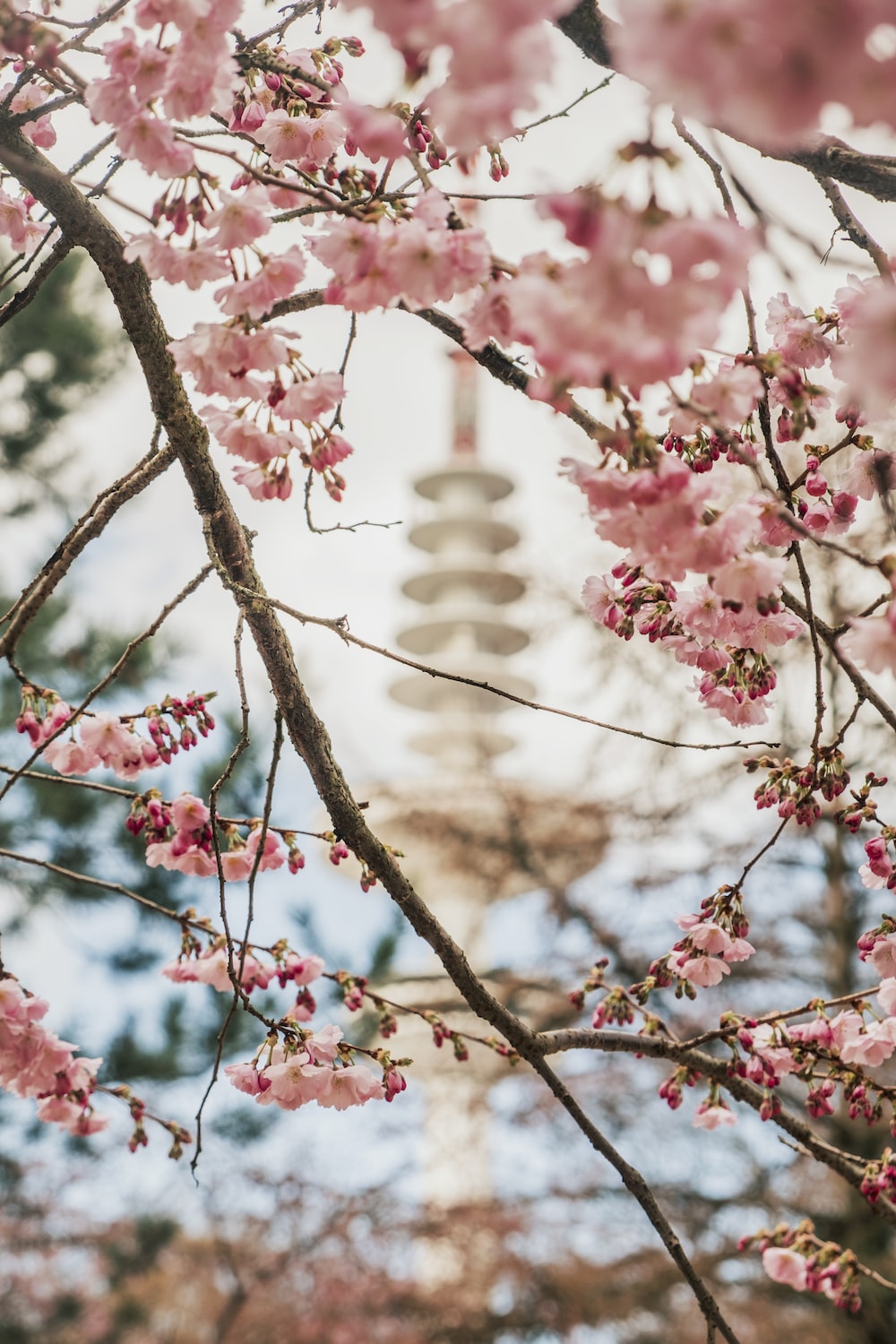 Selective focus photography of cherry blossom at daytime photo
