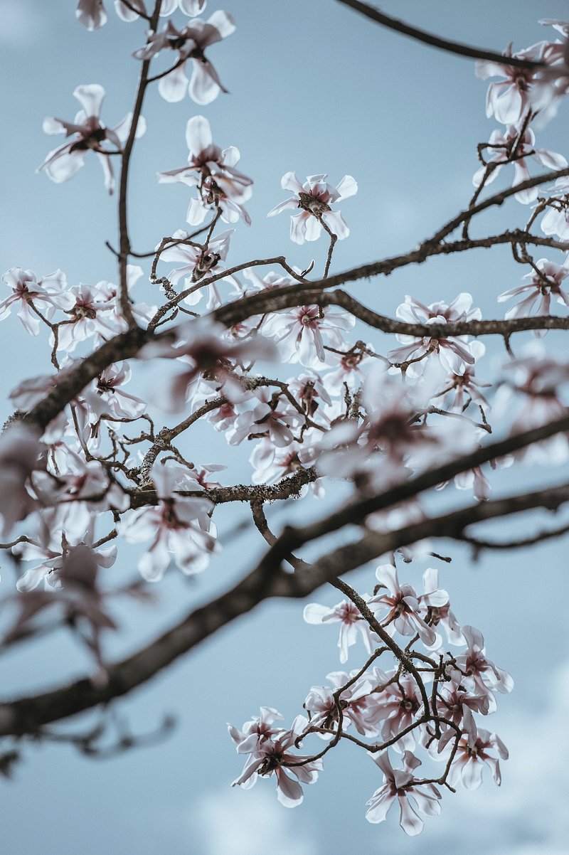 Cherry Blossom Branch Image Wallpaper