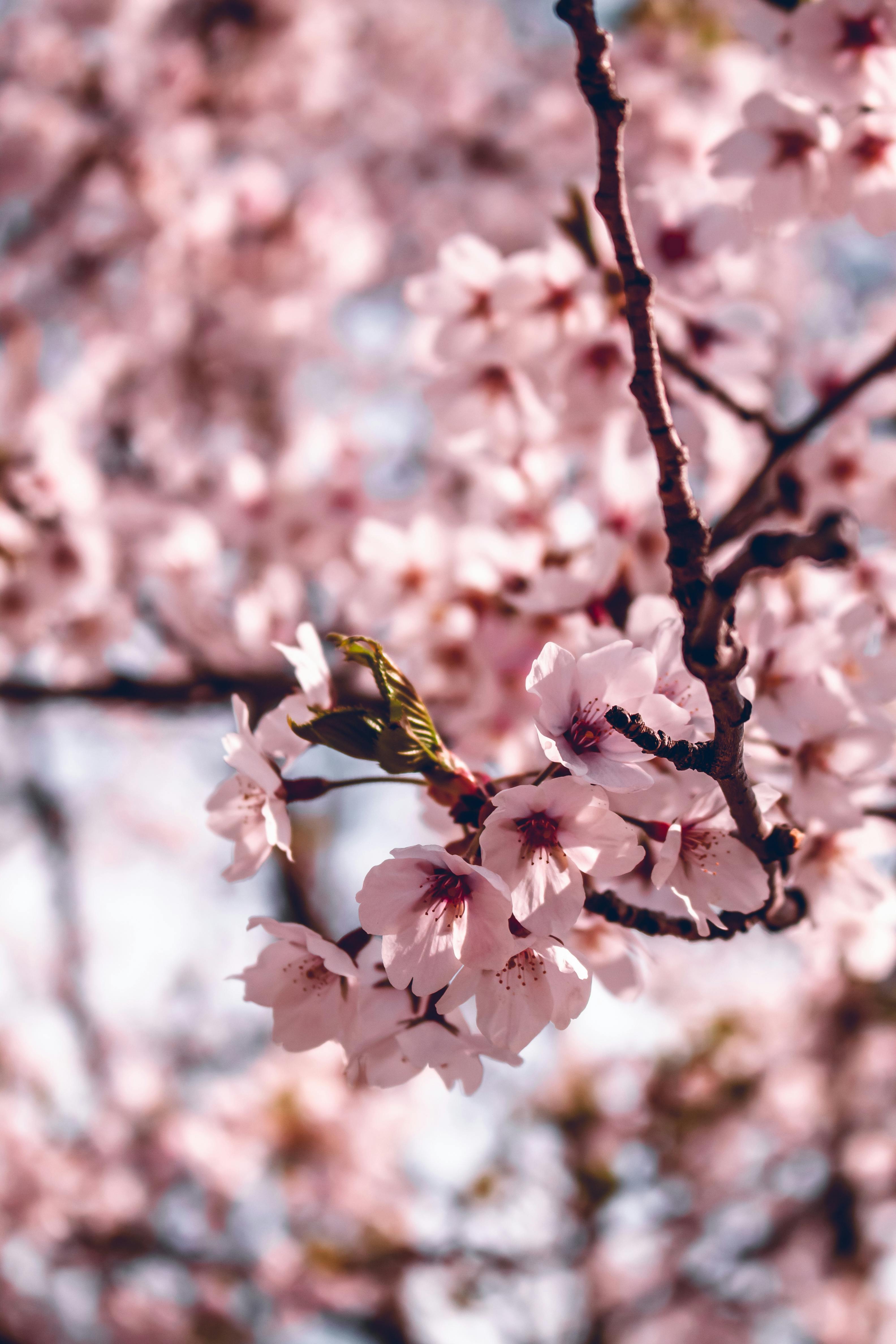 Cherry Blossoms · Free