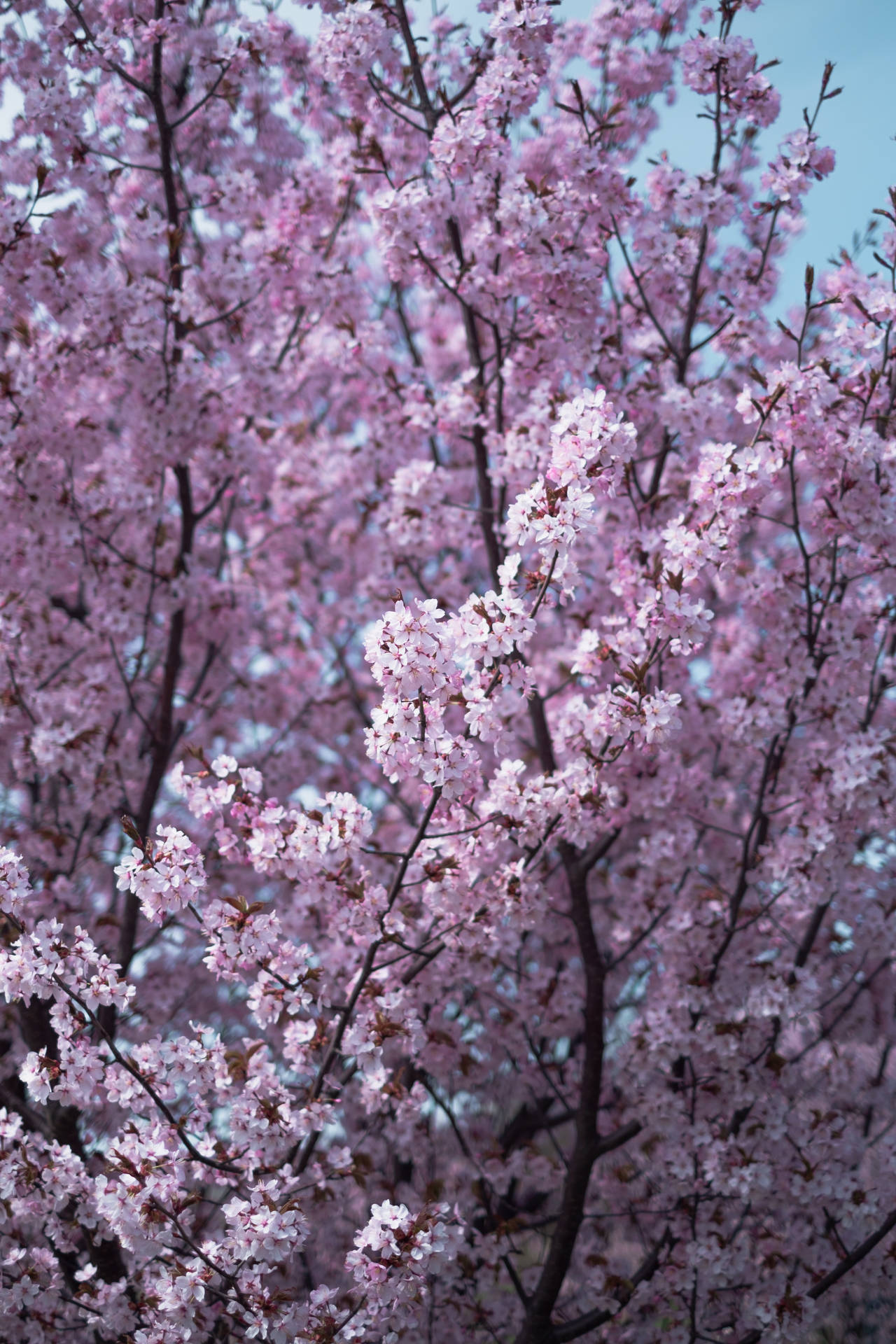 Download Pink Cherry Blossom iPhone 11
