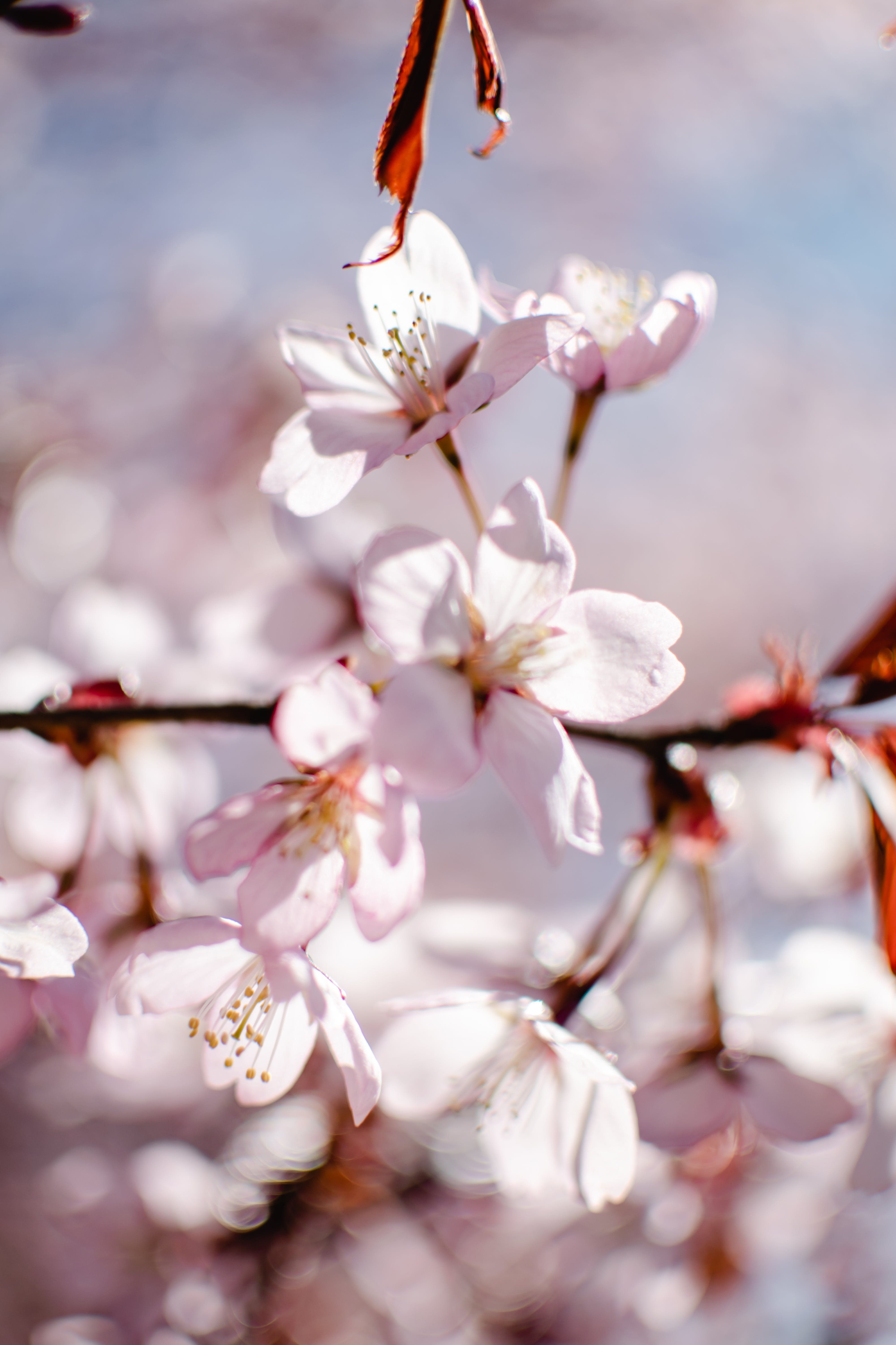 Beautiful Cherry Blossoms · Free
