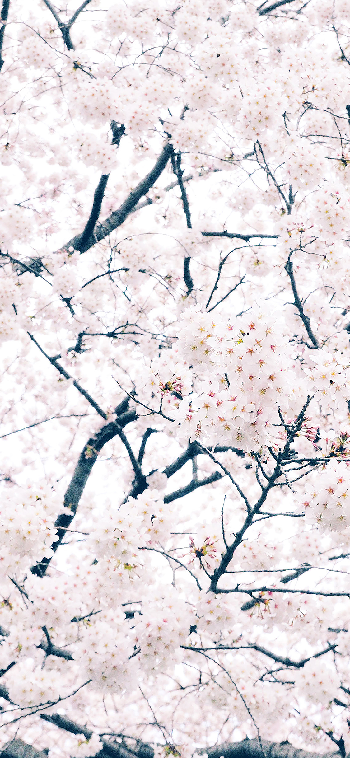 sakura cherry spring tree flower nature