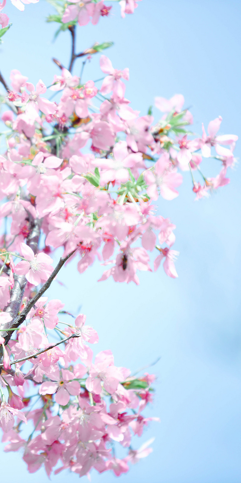 Romantic Cherry Blossom Sakura Vertical Photography Picture Pink Blossoms Phone Wallpaper. PSD Free Download