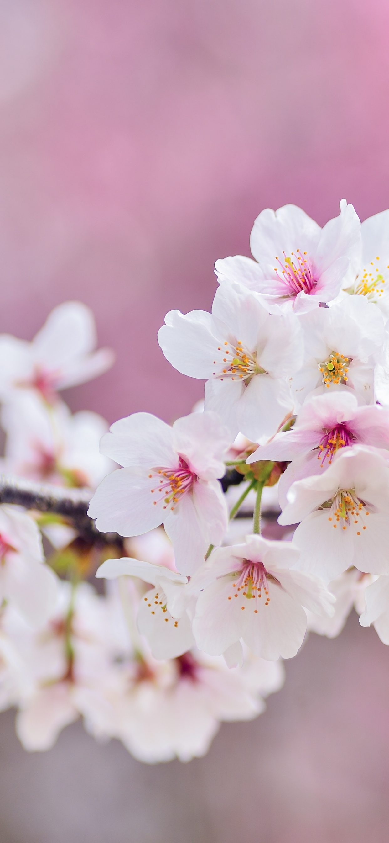 Cherry flowers Wallpaper 4K, Cherry blossom, Spring